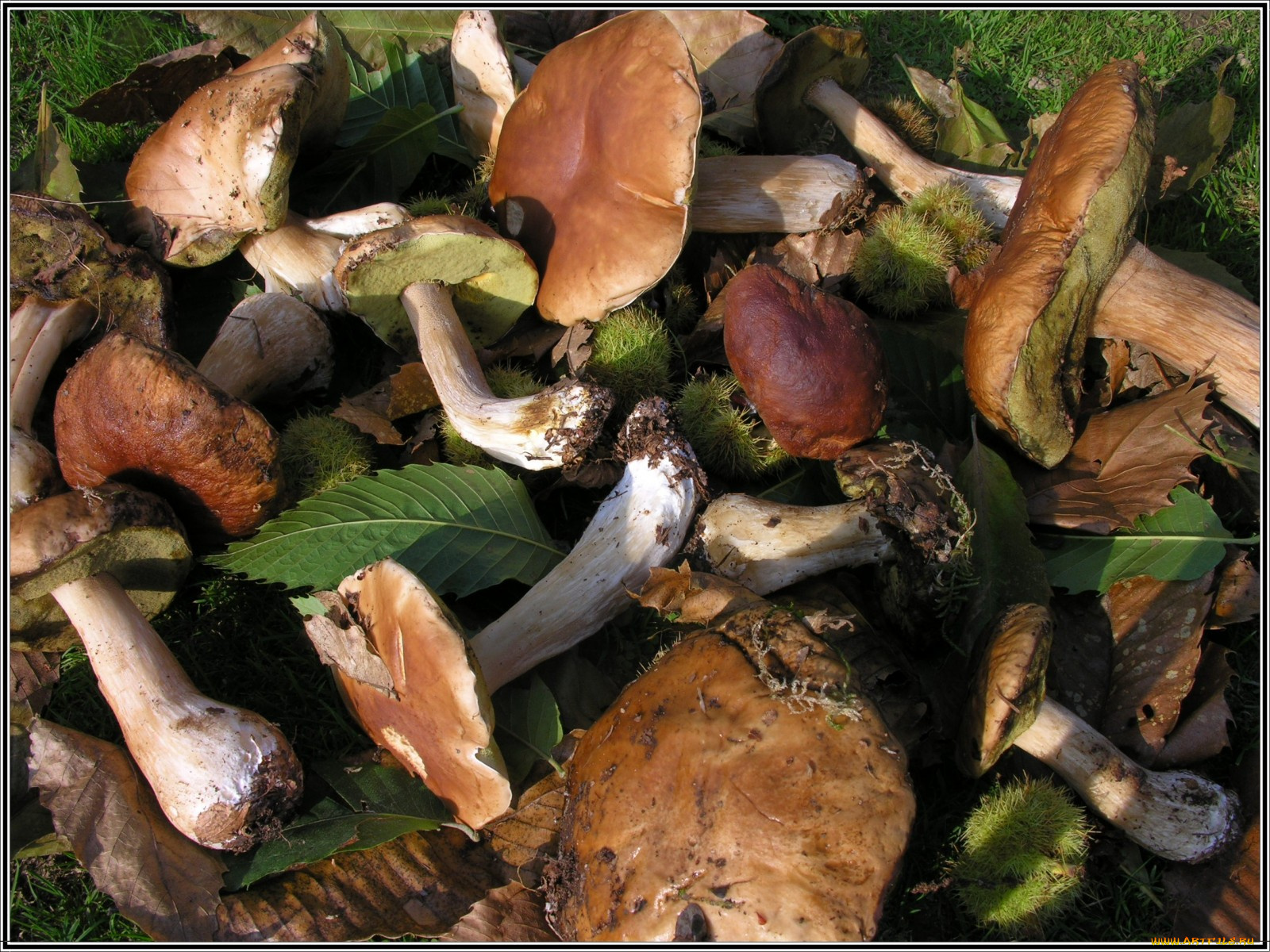 еда, грибы, грибные, блюда, листья