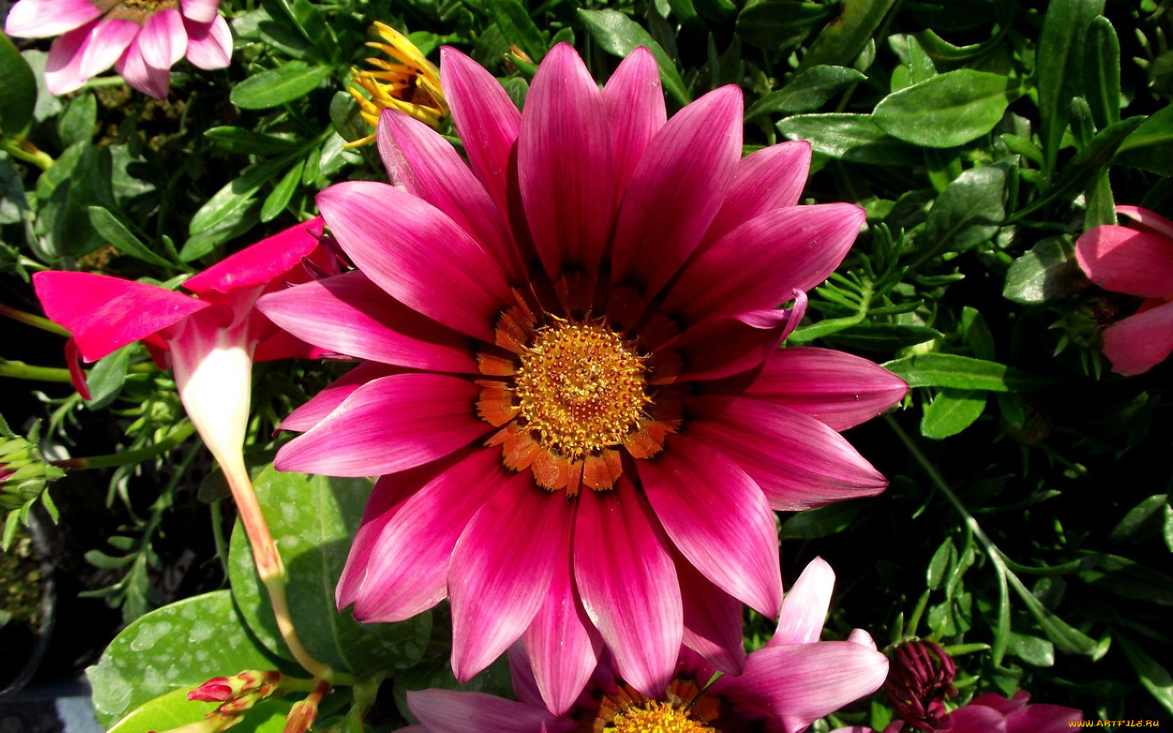 цветы, газания, лепестки