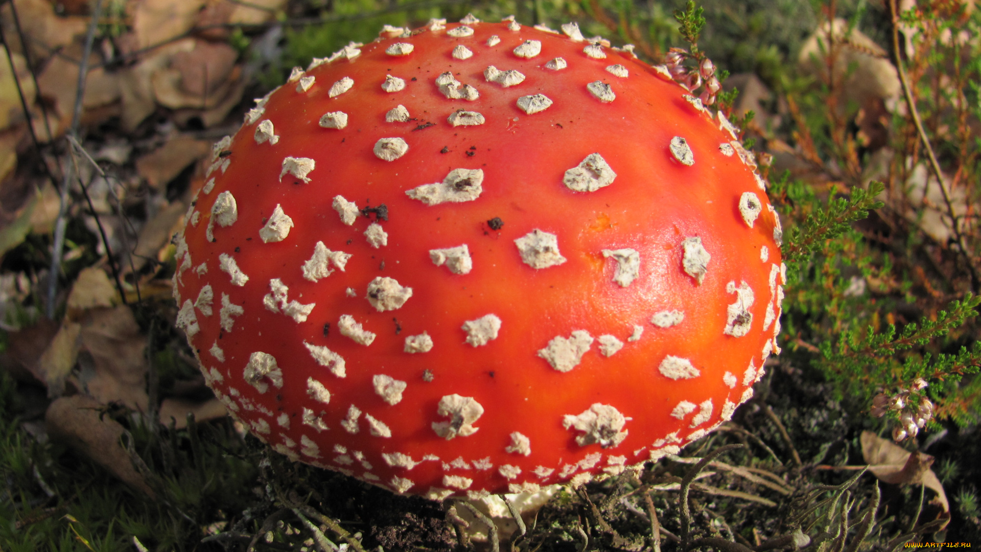 мухомор, природа, грибы, яркий, красный, ядовитый