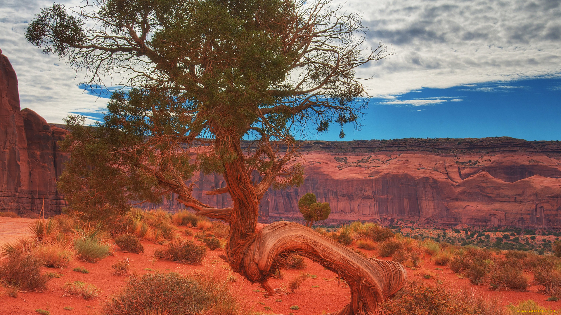природа, деревья, оранжевый, корни, пустыня, карьер