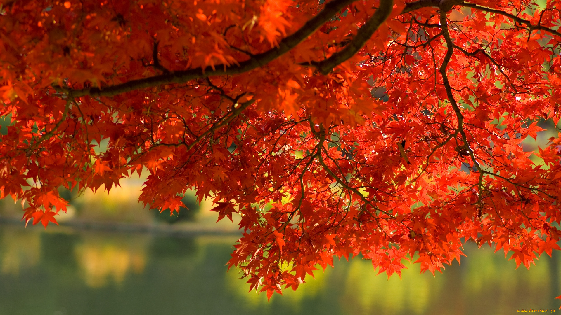 природа, листья, вода, ветка, осень