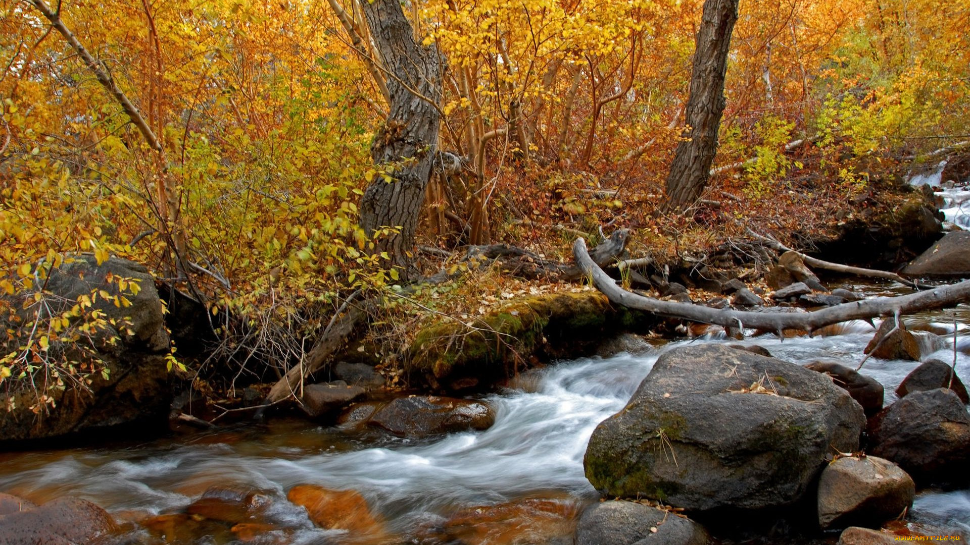 природа, реки, озера, лес, камни, река, осень, деревья