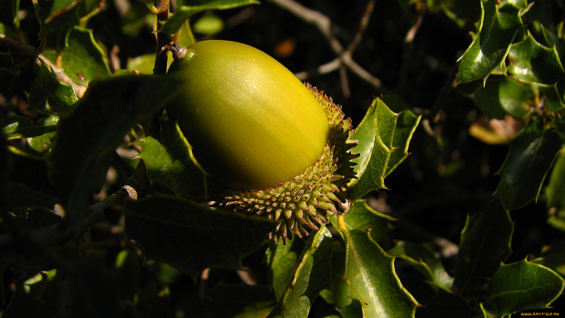 природа, шишки, жёлуди, каштаны, листья, ветки