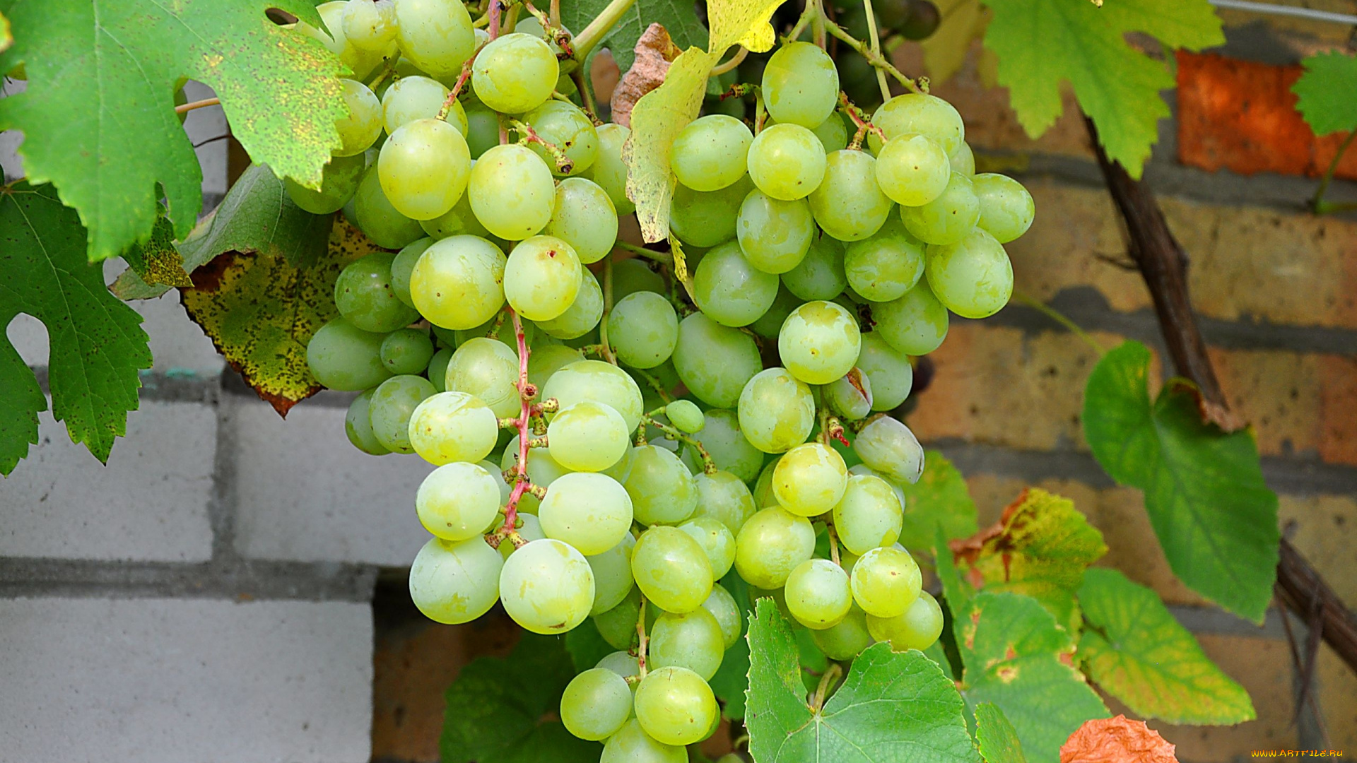 природа, Ягоды, виноград, ветка, листья, кирпичная, стена