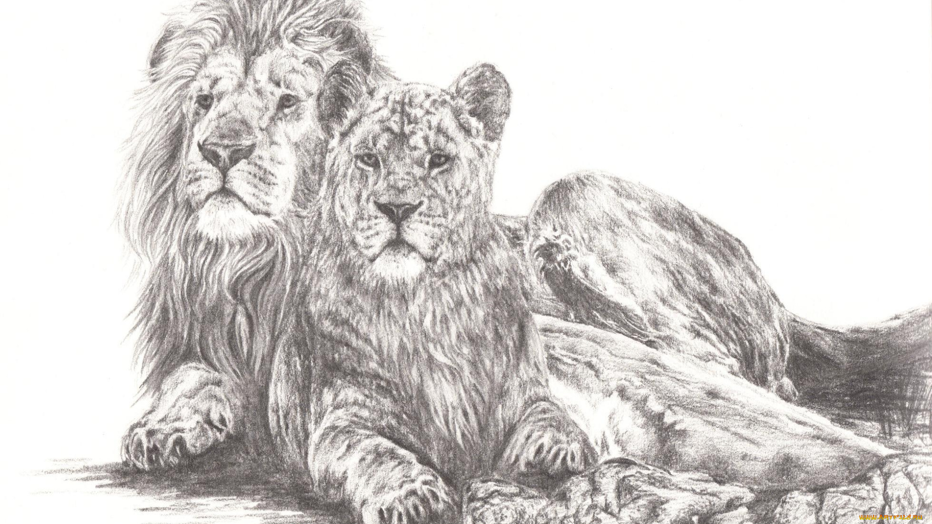 рисованные, животные, хищники