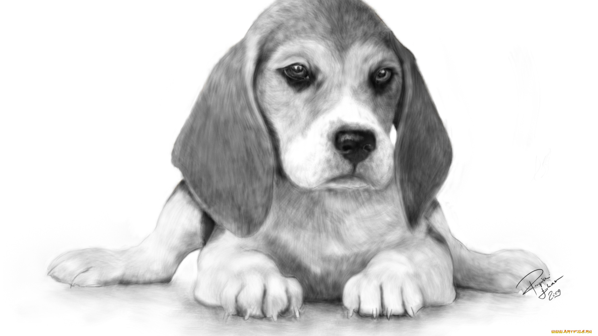 рисованные, животные, когти, взгляд, уши