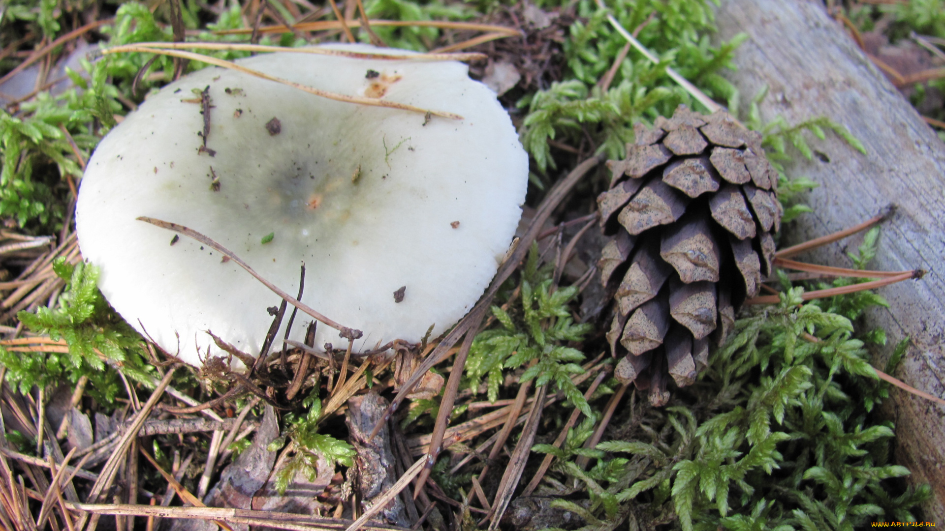 сыроежка, природа, грибы, шишка, иголки, мох