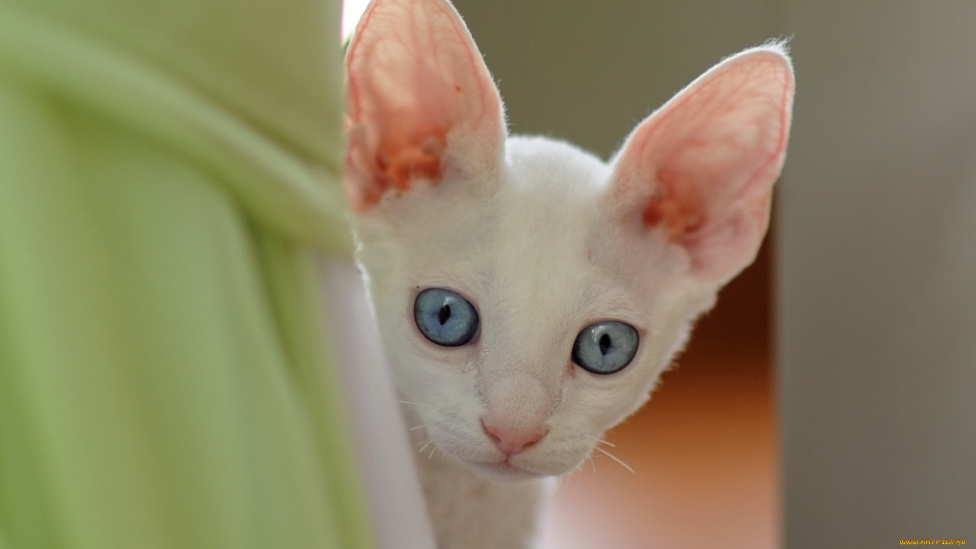 животные, коты, корниш-рекс