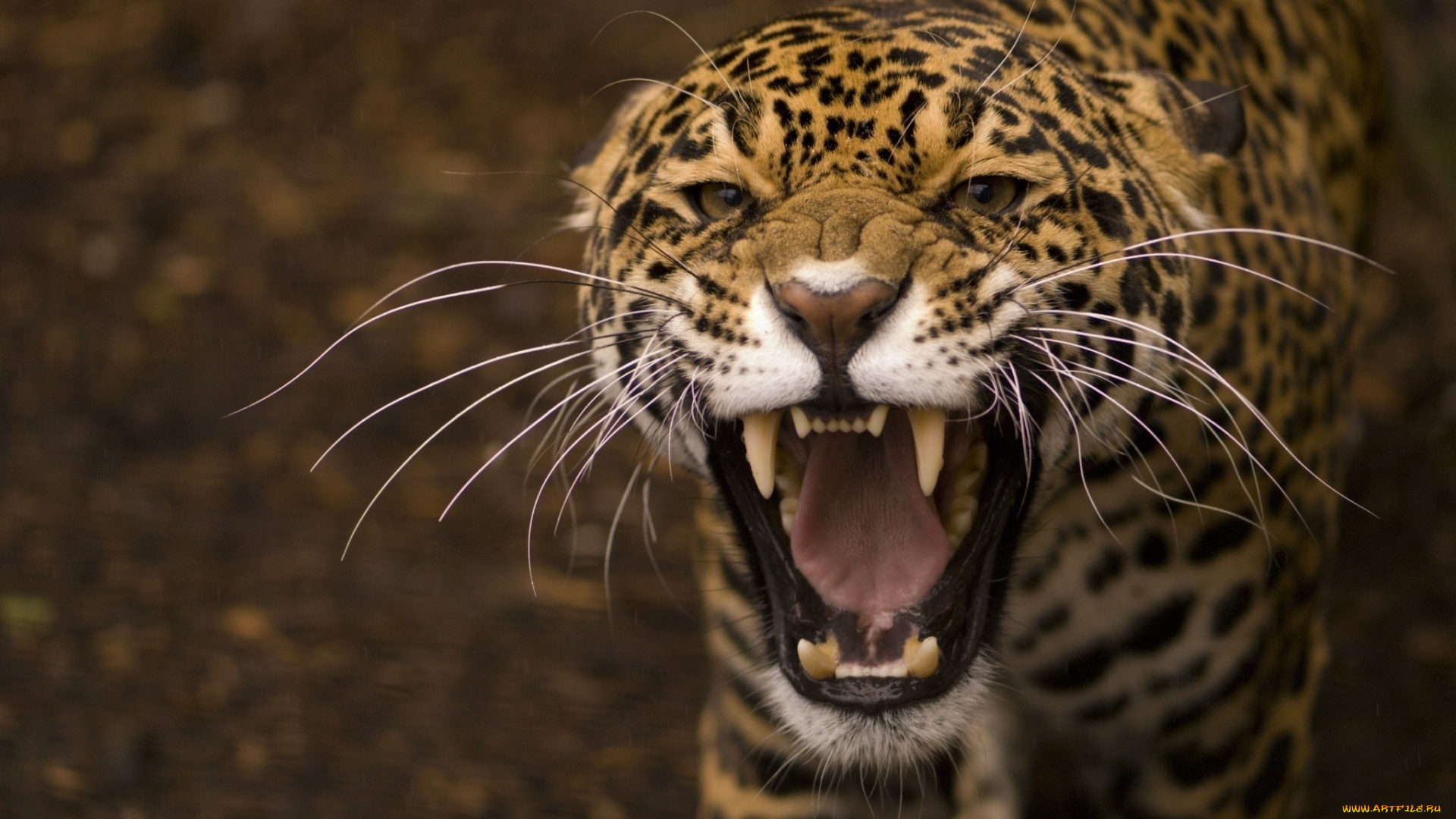 животные, Ягуары, кошка, клыки, пасть, морда, хищник