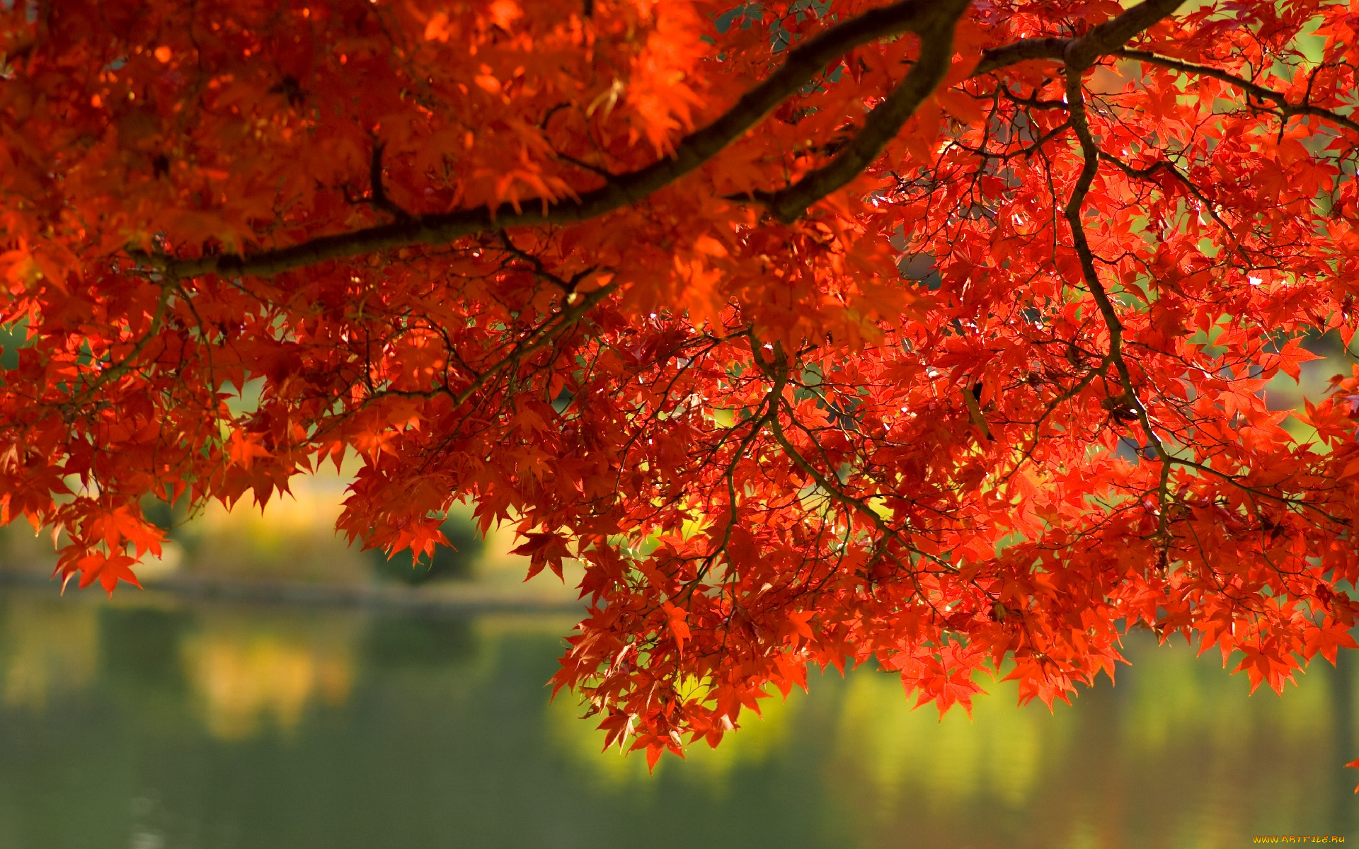 природа, листья, вода, ветка, осень