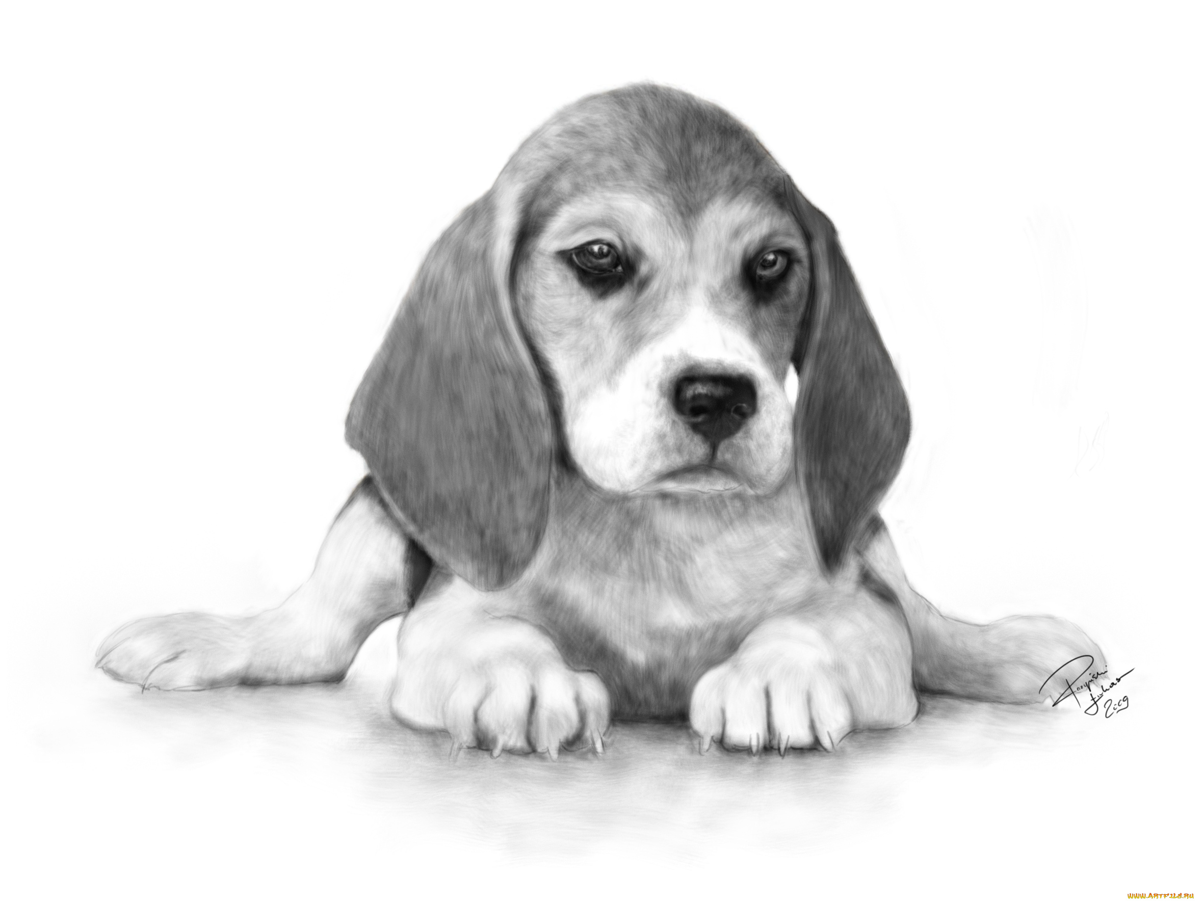 рисованные, животные, когти, взгляд, уши