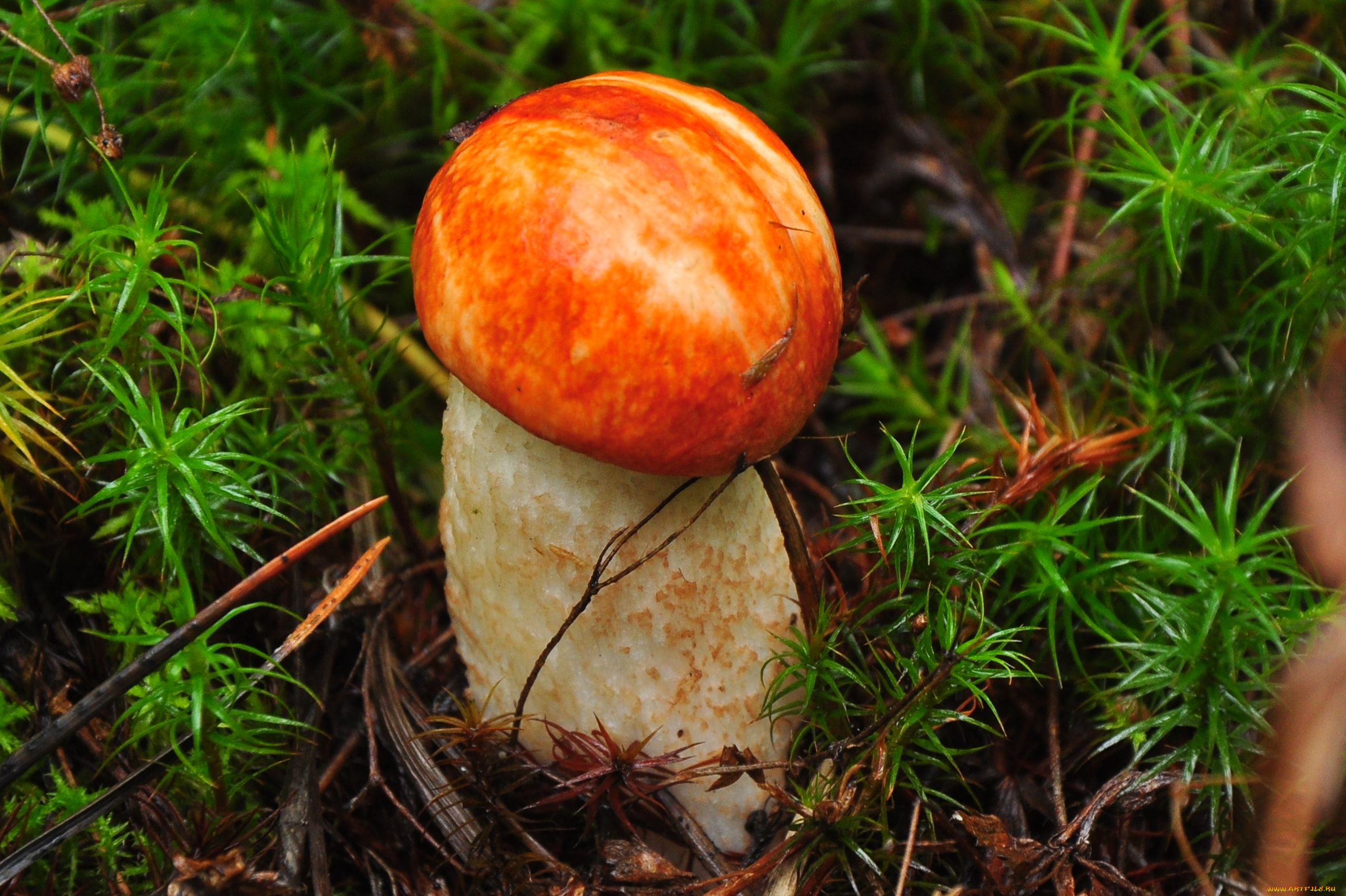 природа, грибы, подосиновик