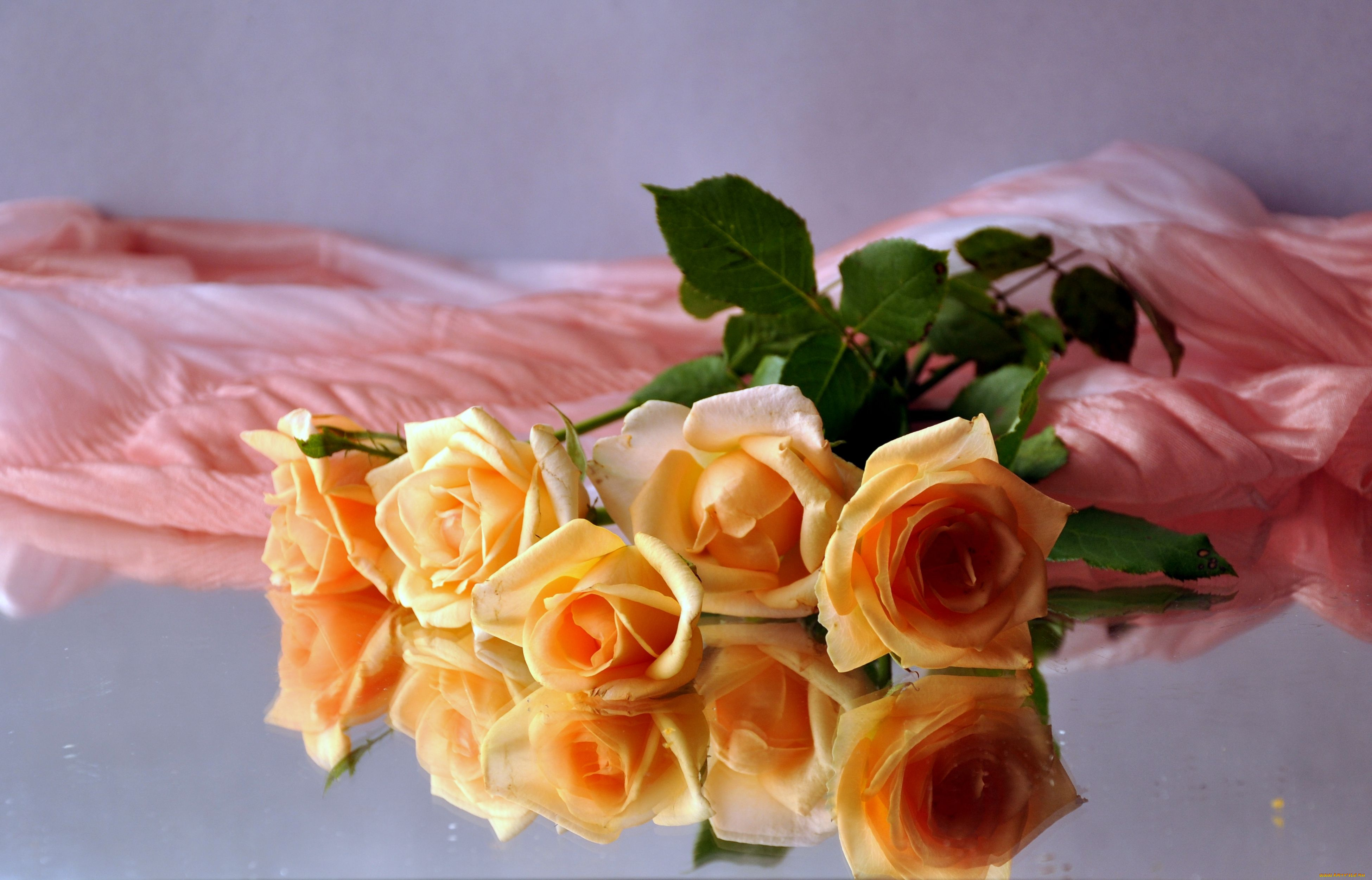 авт, nezabudka, fn, цветы, розы, отражение