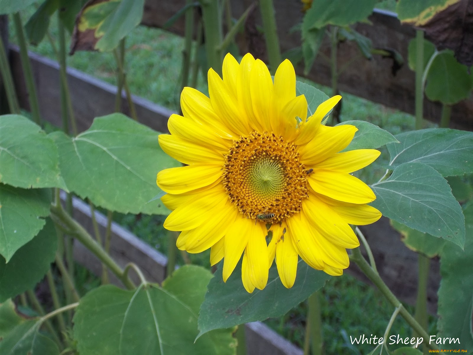 цветы, подсолнухи, подсолнух