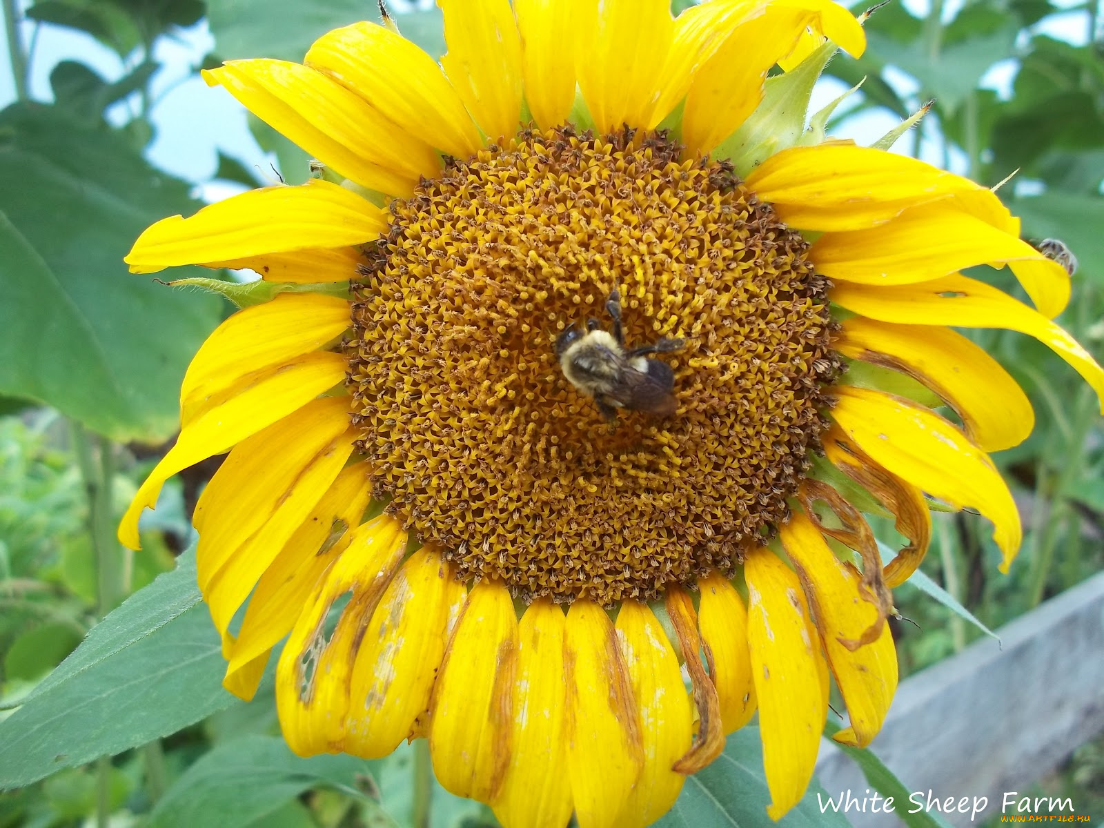цветы, подсолнухи, подсолнух