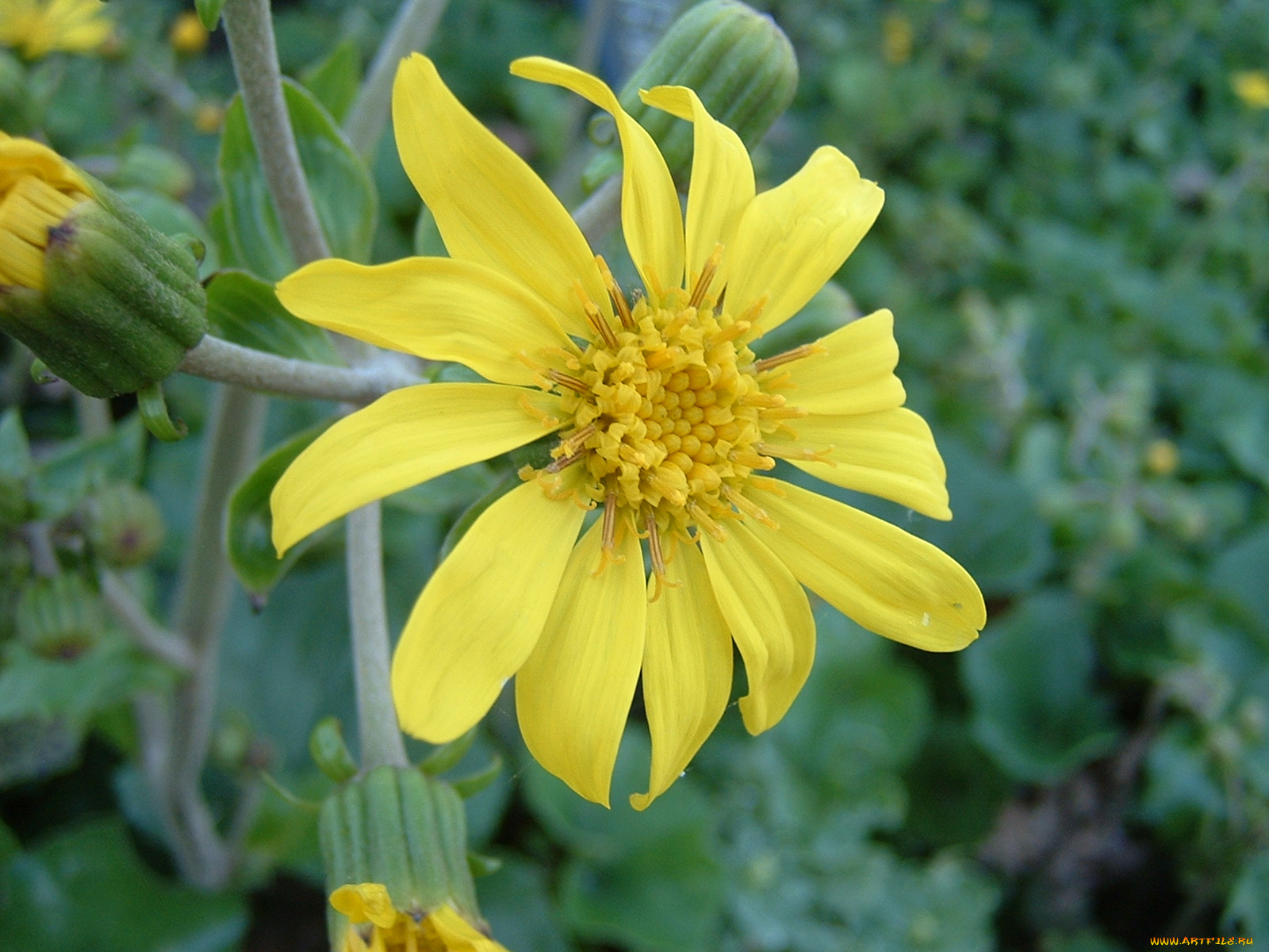 цветы, рудбекия, лепестки