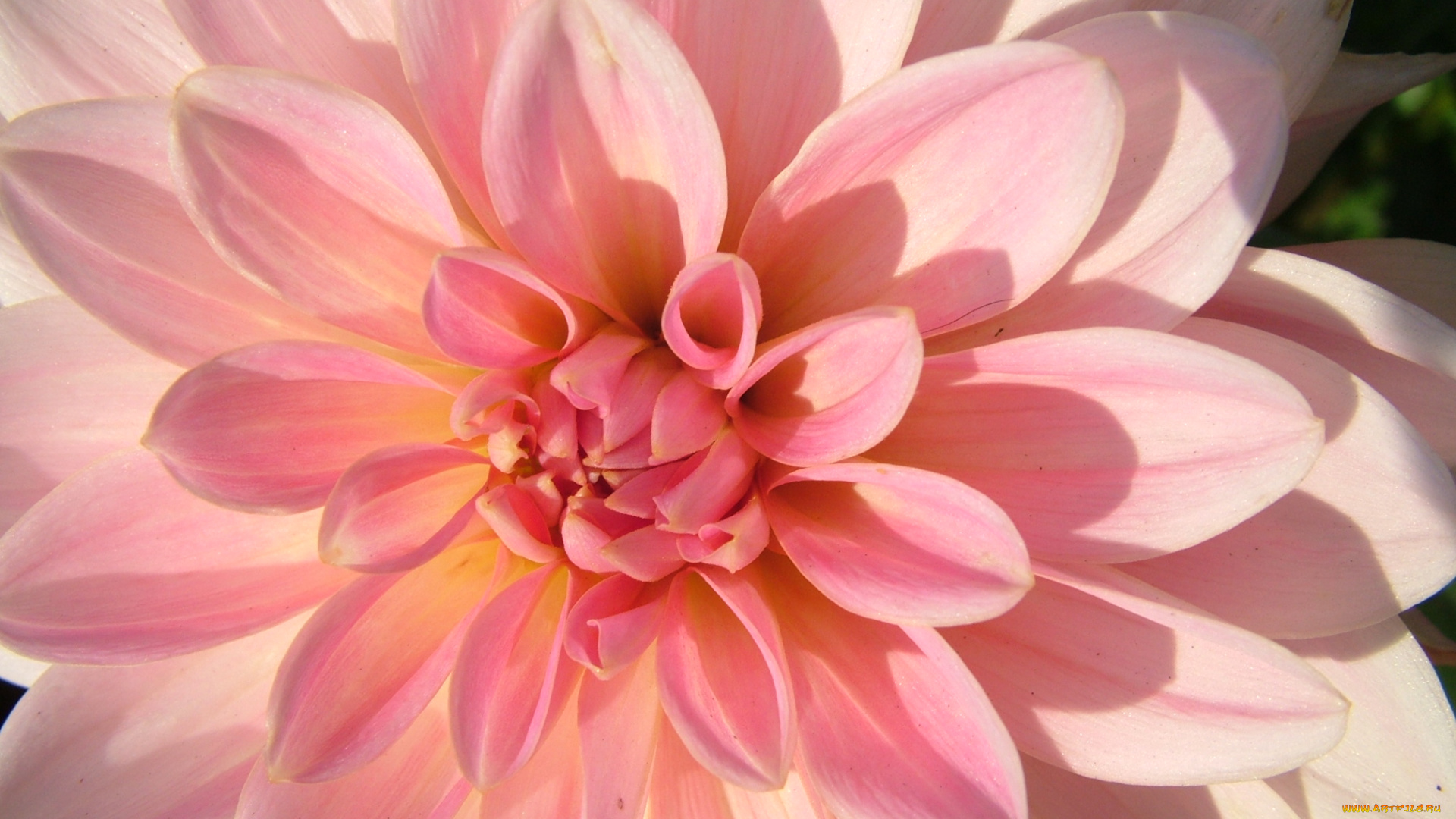 цветы, георгины