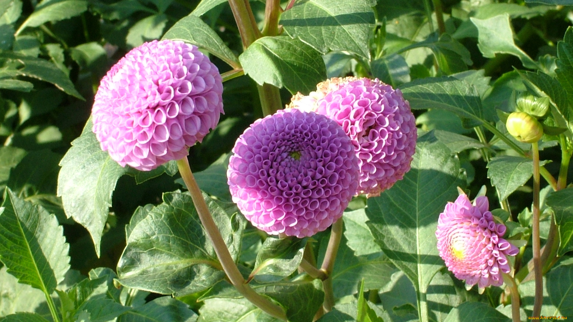 цветы, георгины