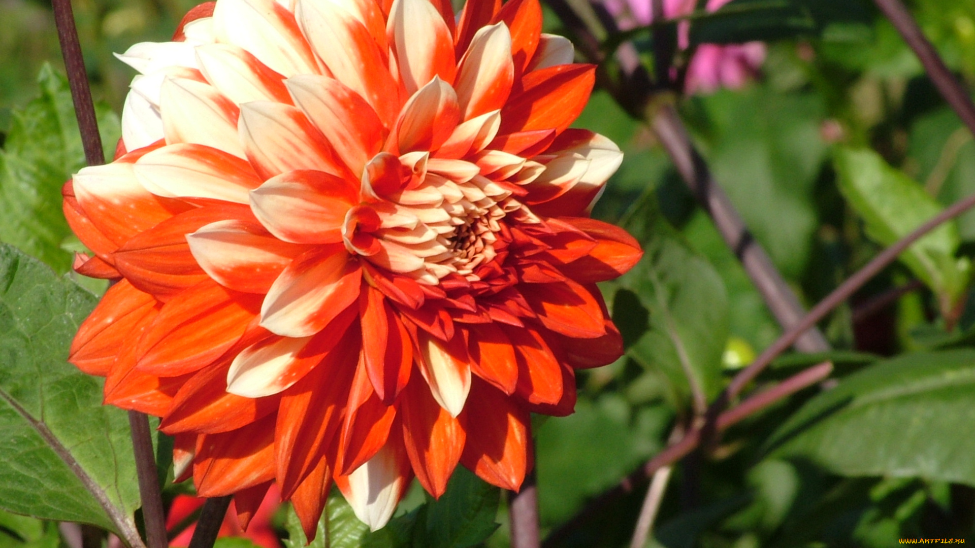 цветы, георгины