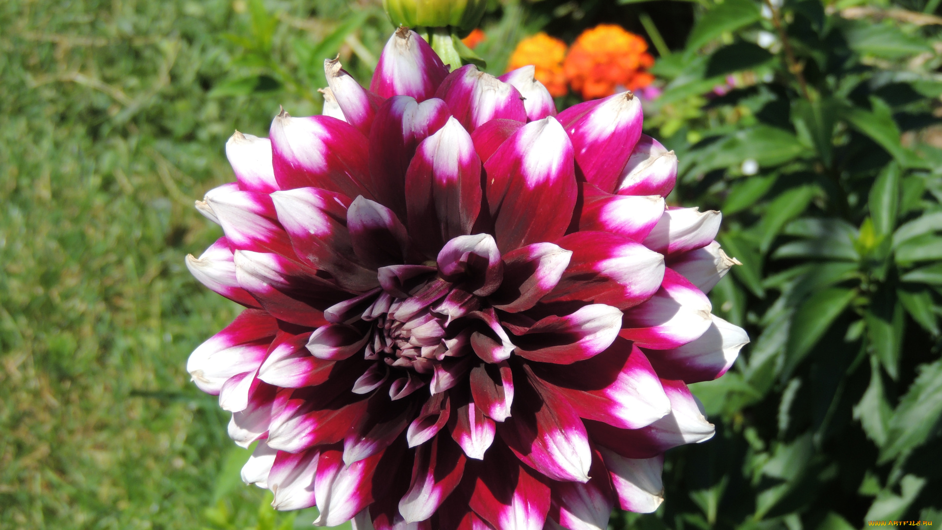 цветы, георгины