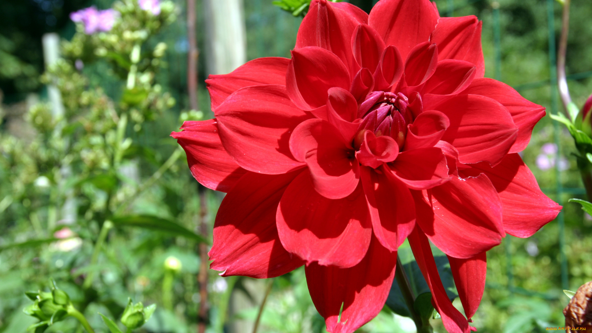 цветы, георгины