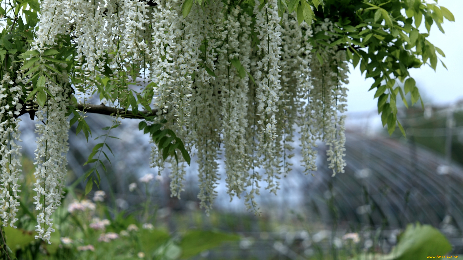 цветы, глициния, белый, гроздья