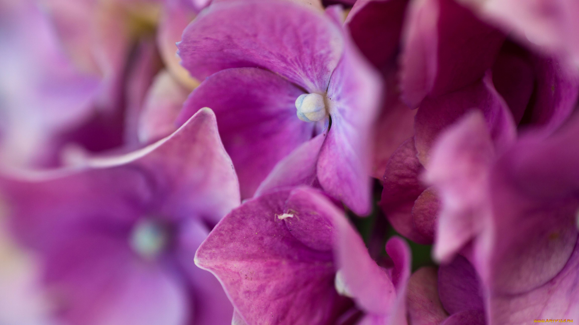 цветы, гортензия, гортензии