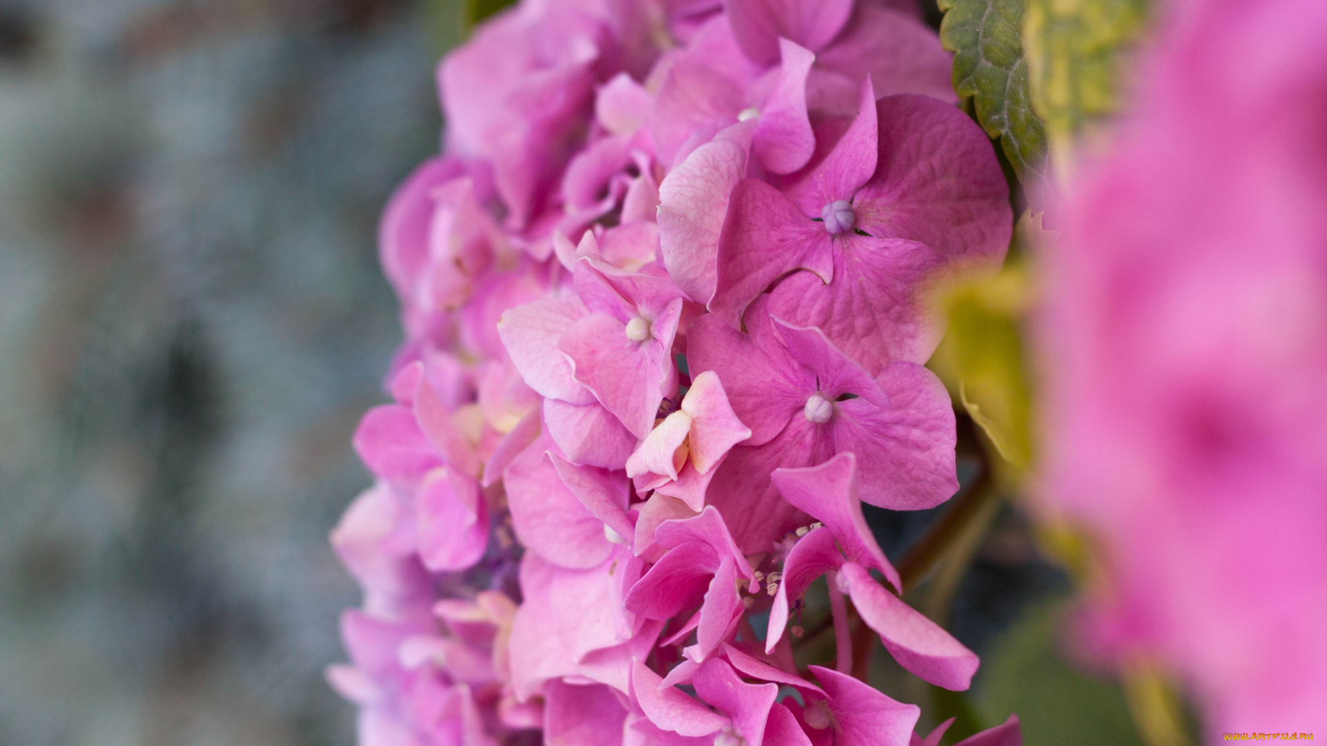 цветы, гортензия, гортензии