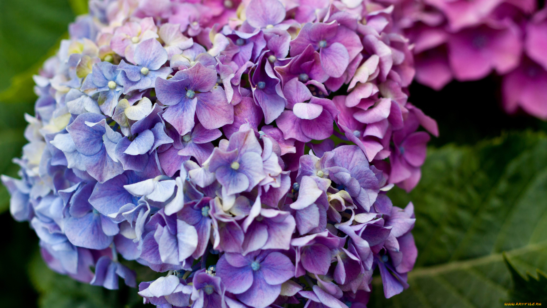 цветы, гортензия, гортензии