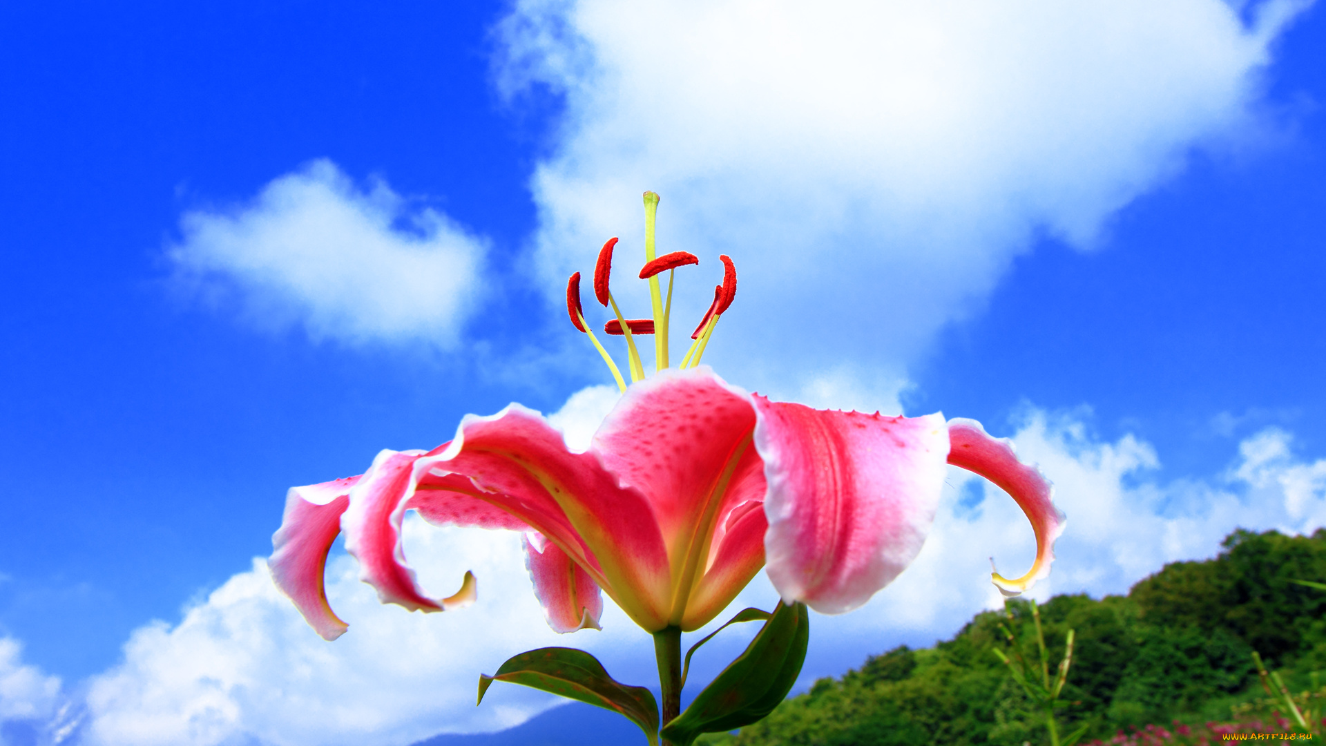 цветы, лилии, лилейники, облака, бутон