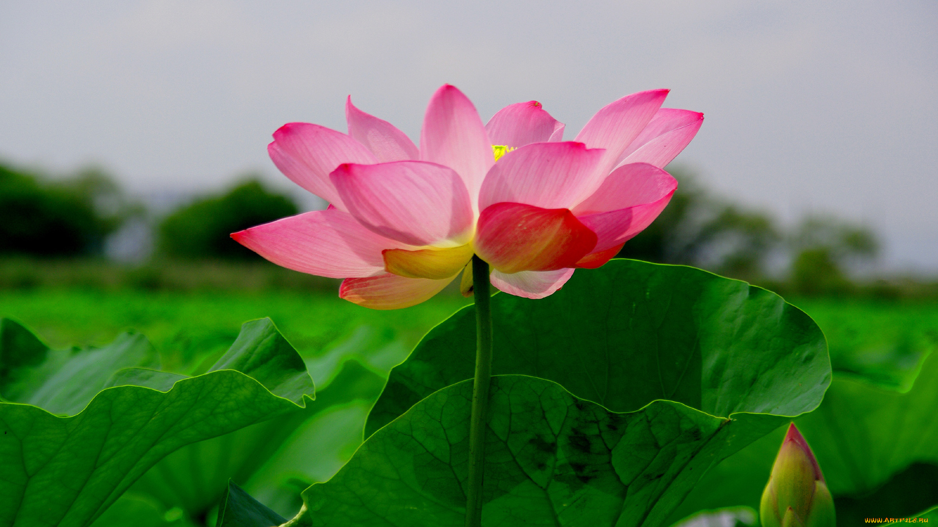 цветы, лотосы, лотос