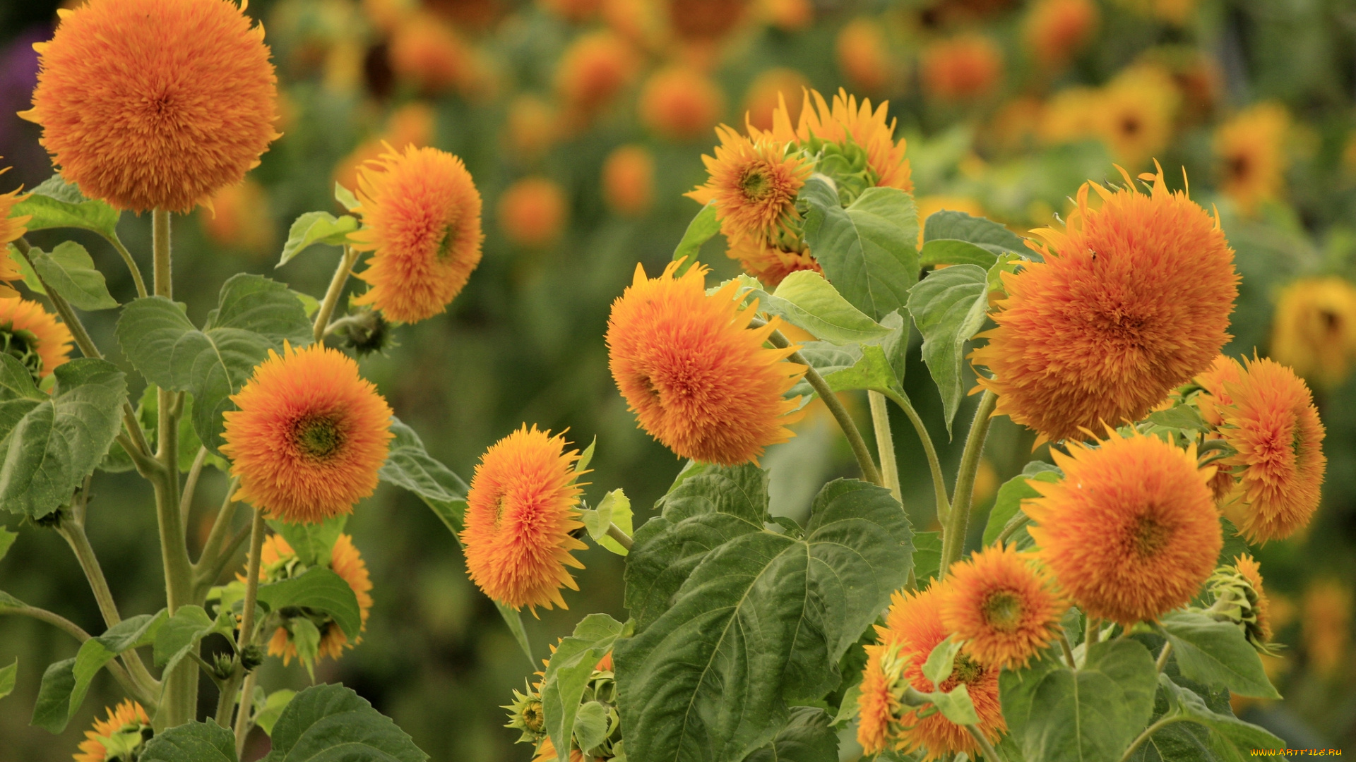 цветы, подсолнухи, оранжевый