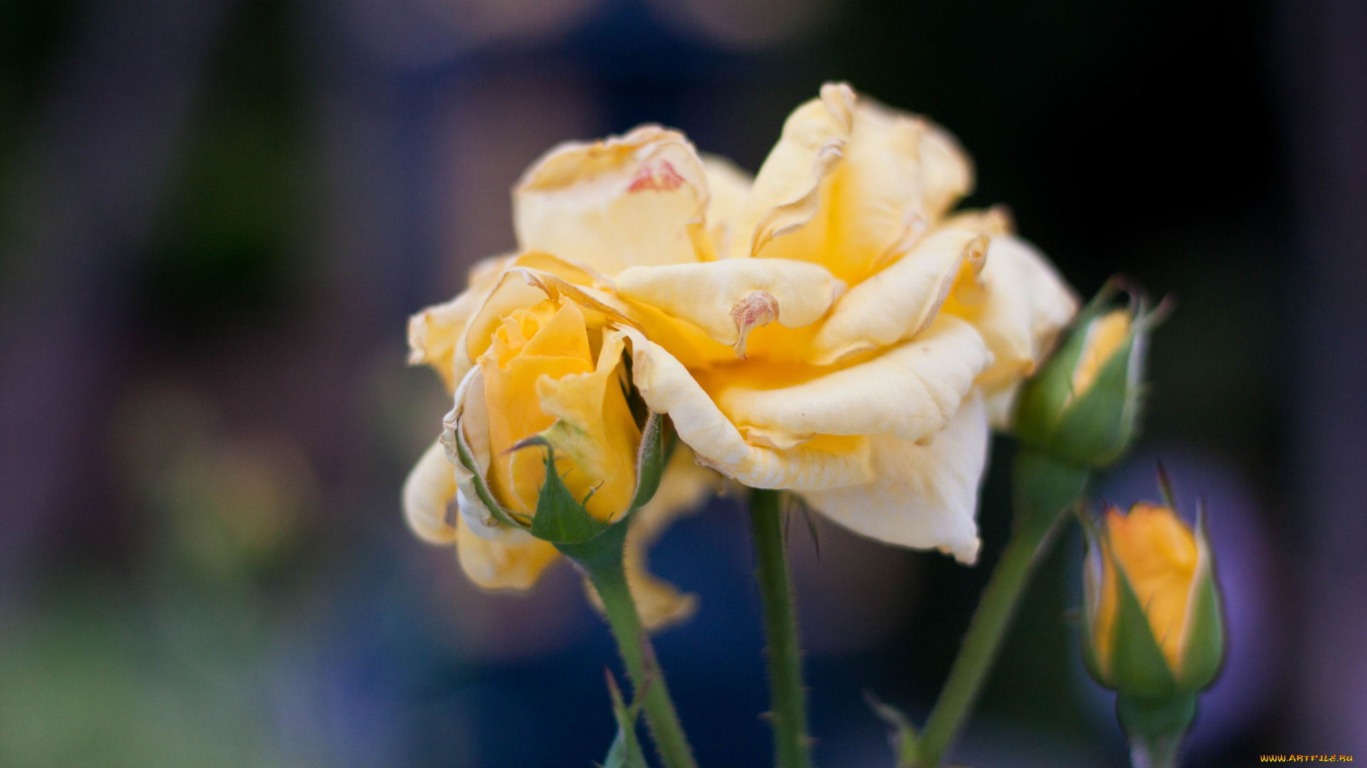 цветы, розы