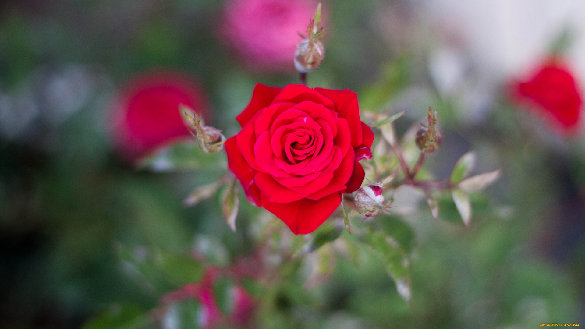 цветы, розы, обои