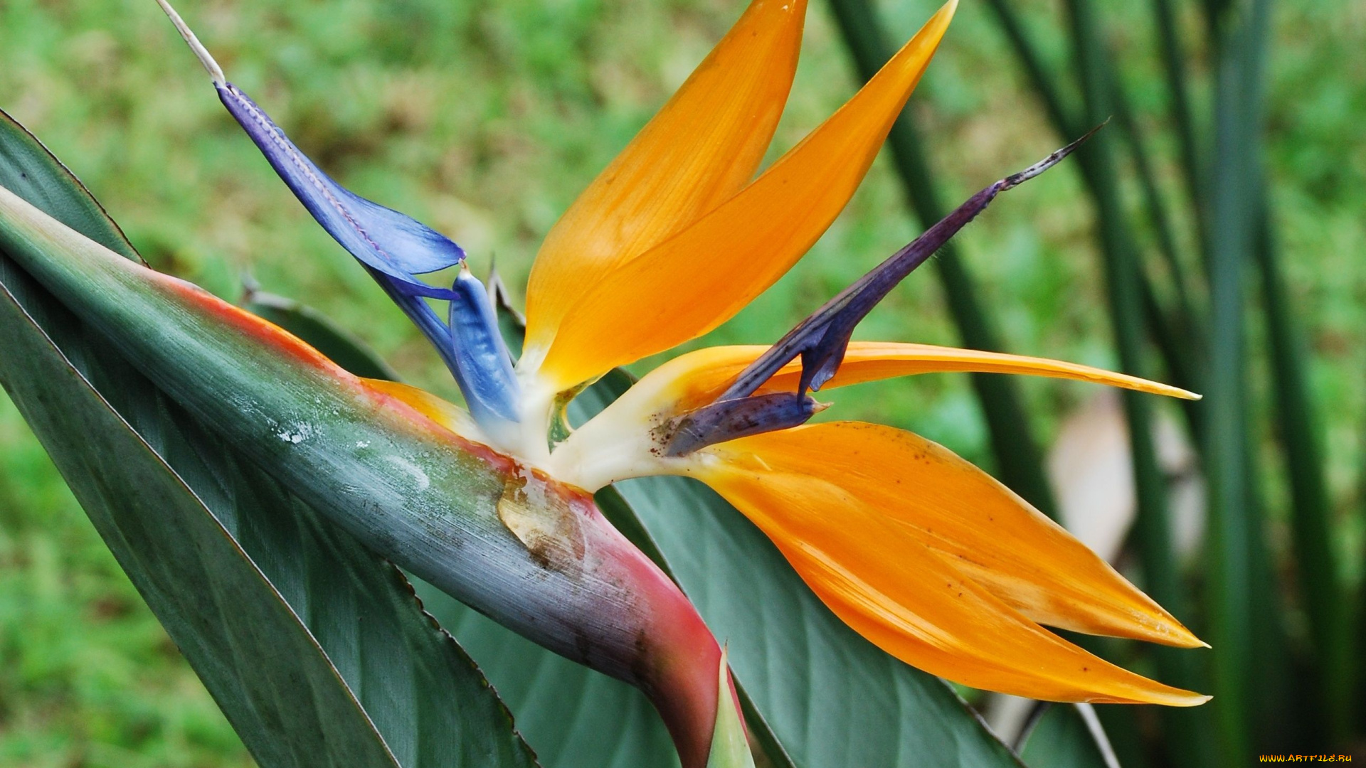 цветы, стрелиция, райская, птица, бутон