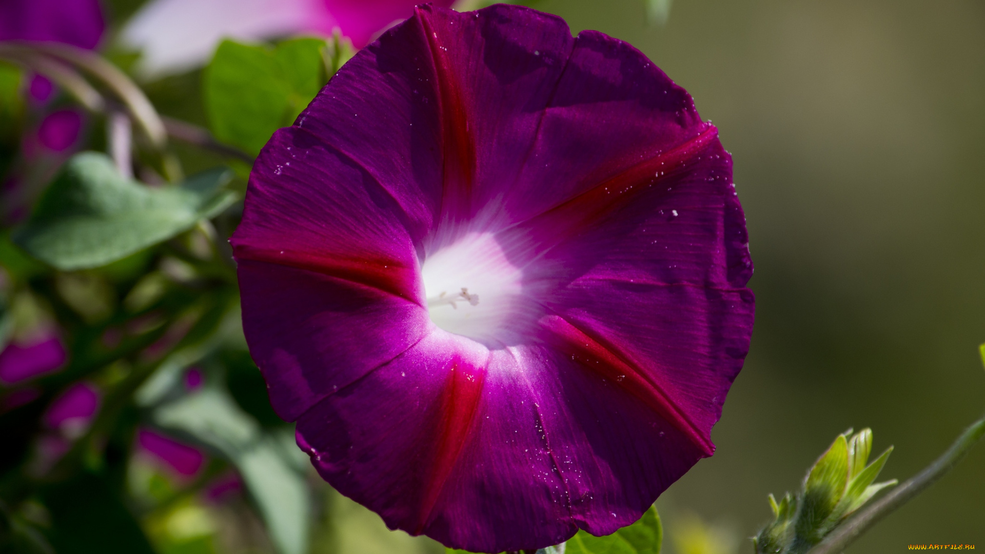 цветы, вьюнки, ипомеи, яркий, лиловый