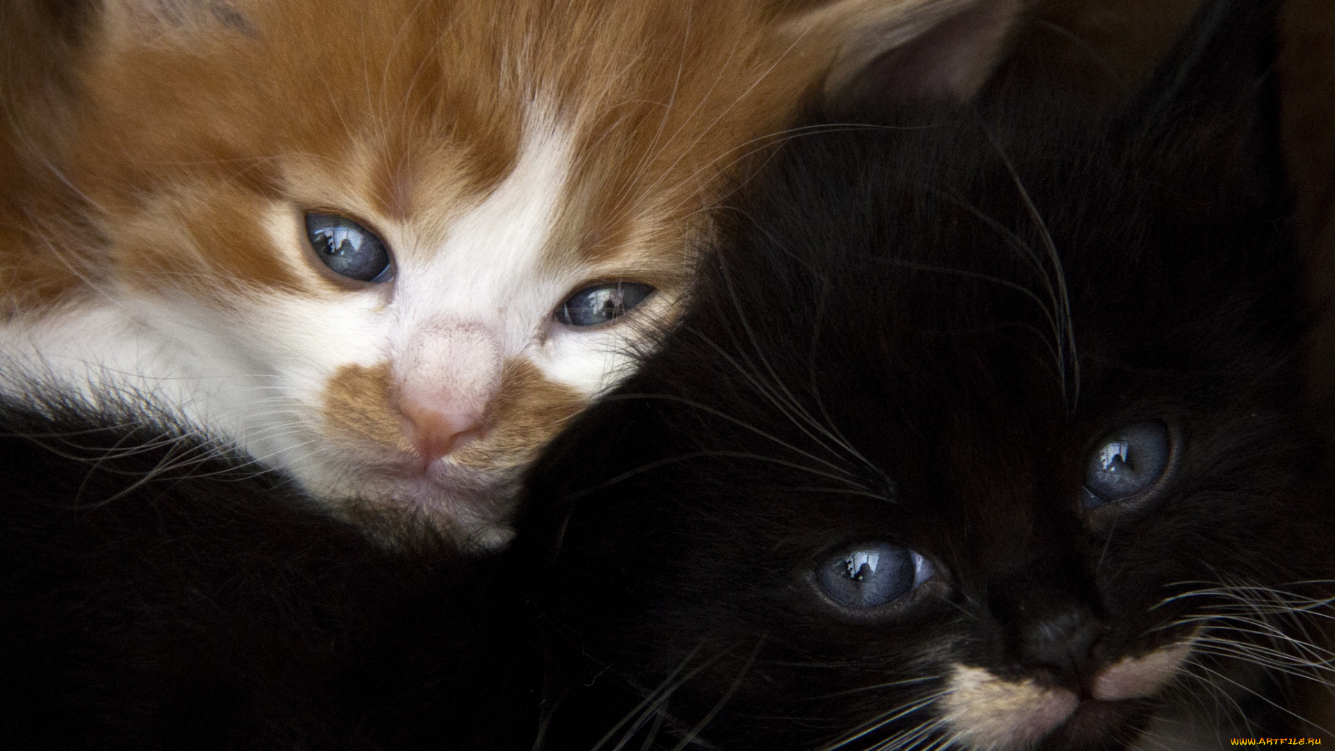 животные, коты, котята, мордочки, рыжий, черный