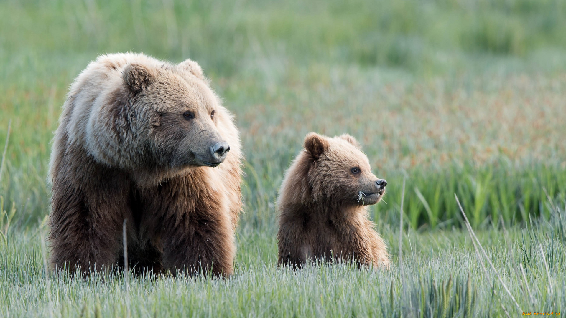 животные, медведи, малыш, внимание, мама