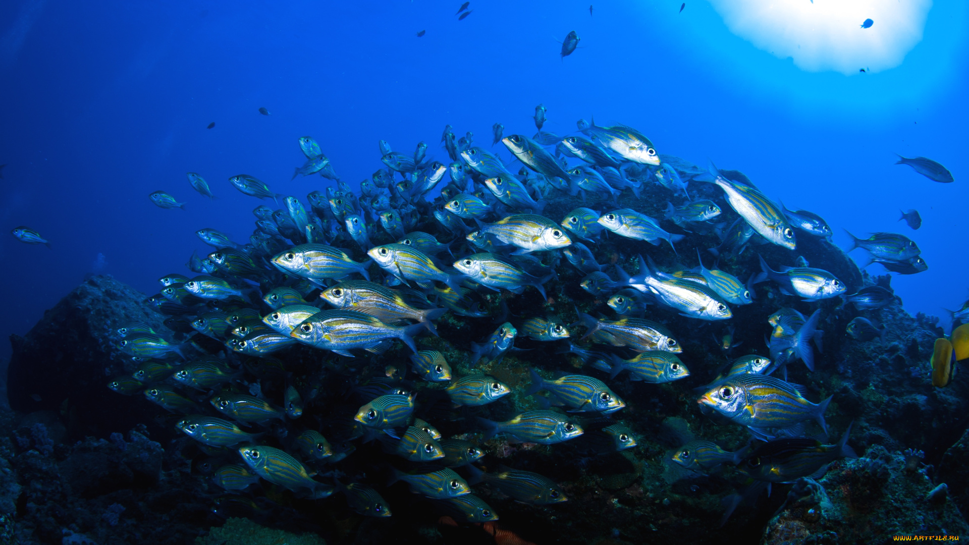 животные, рыбы, вода, косяк, чешуя