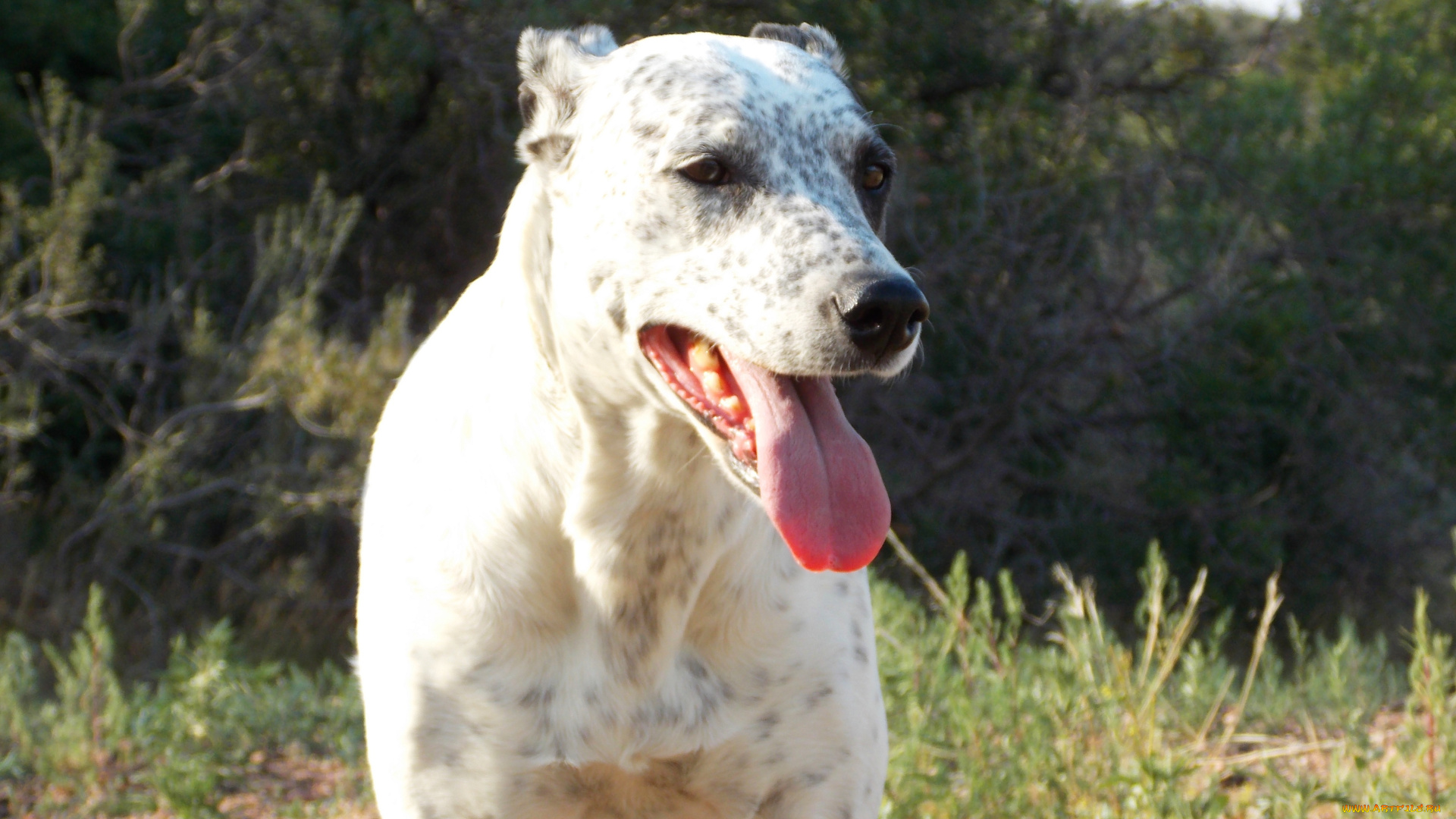 животные, собаки, собака