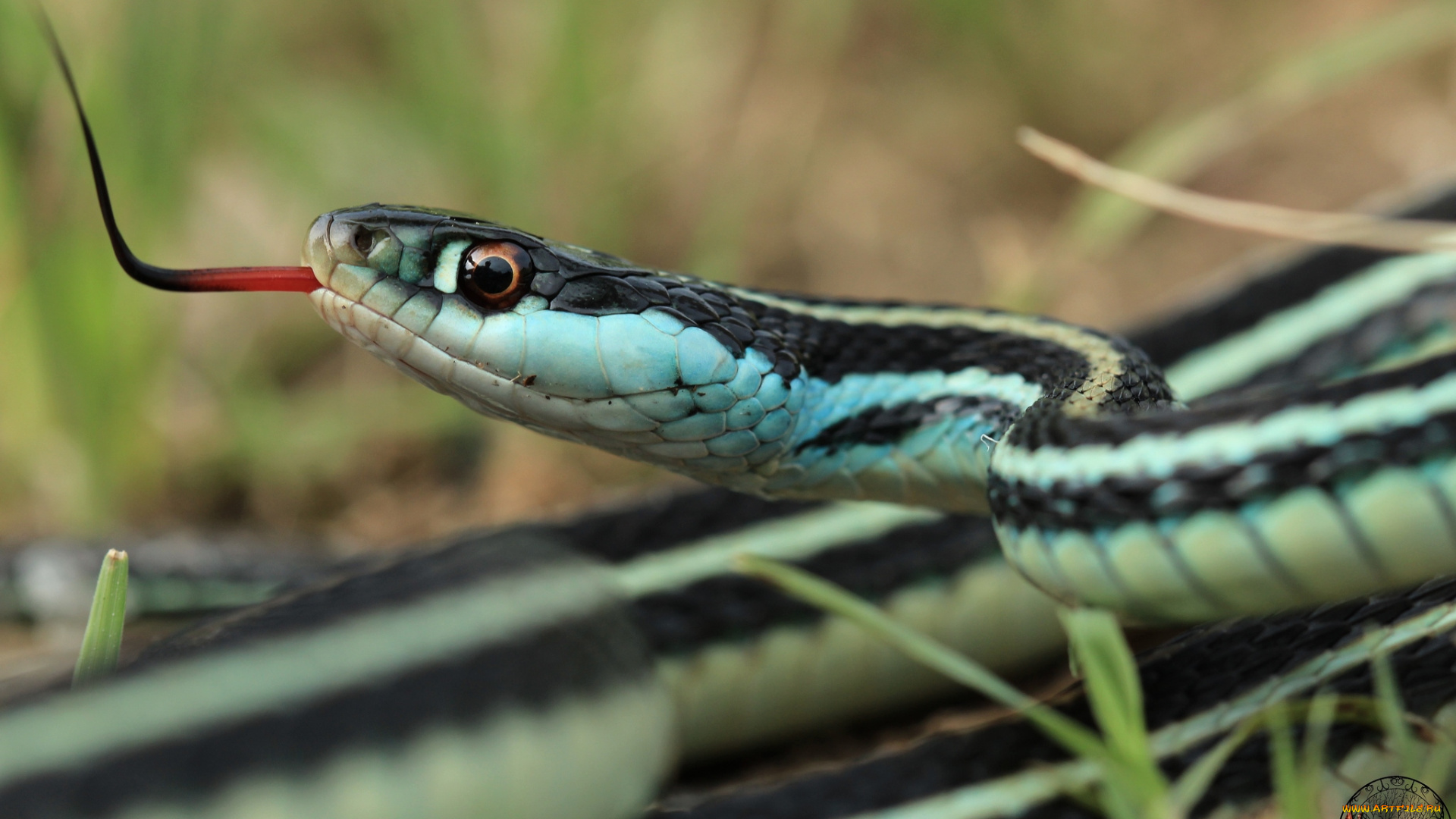 животные, змеи, питоны, кобры, кожа, язык