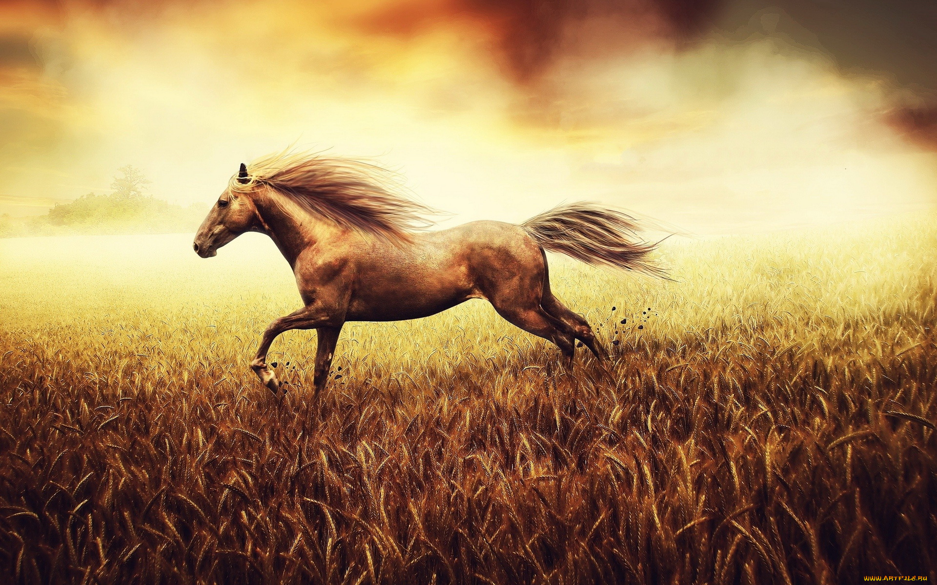 животные, лошади, лошадь, степь