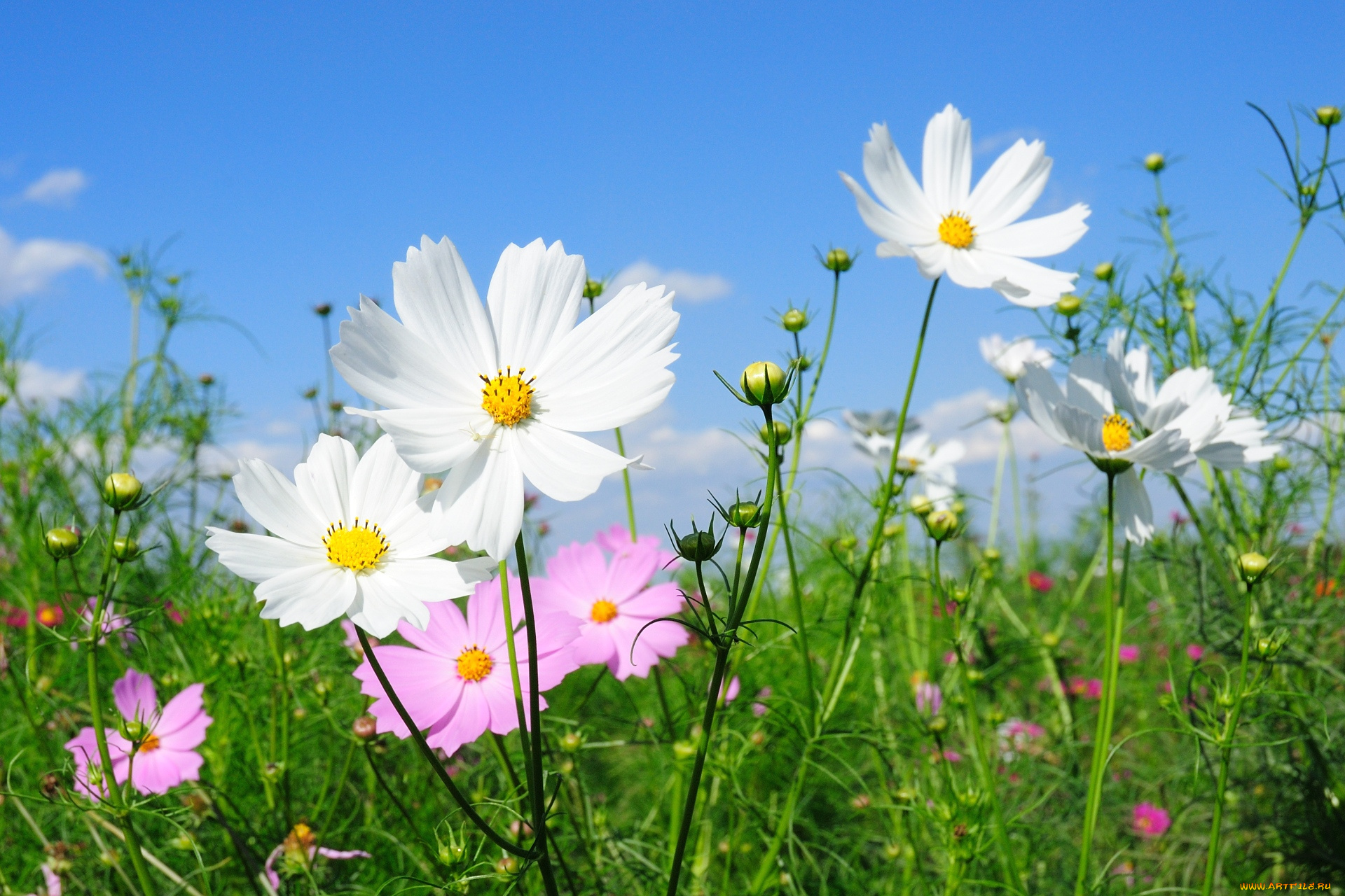 цветы, космея, липестки