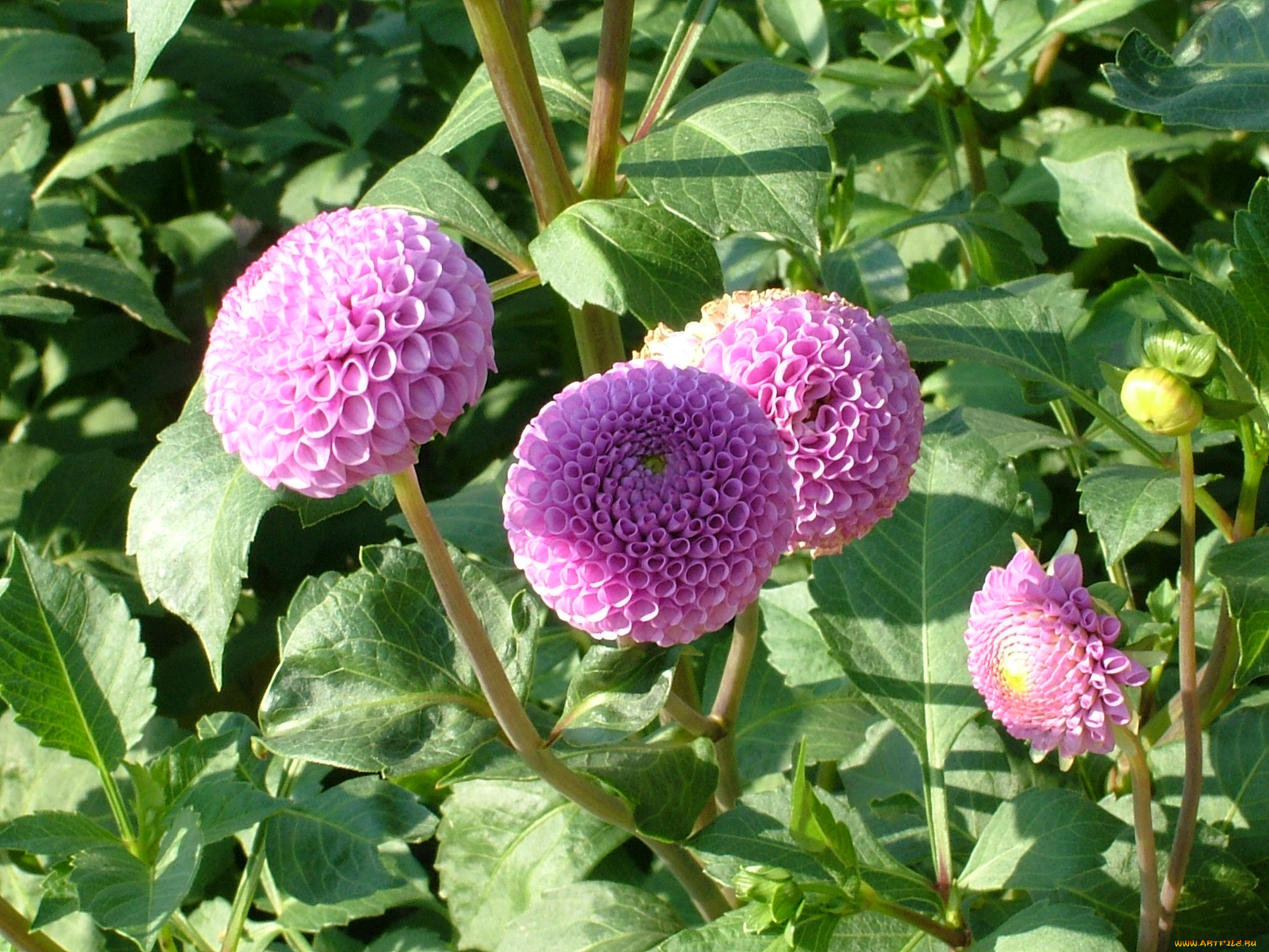 цветы, георгины