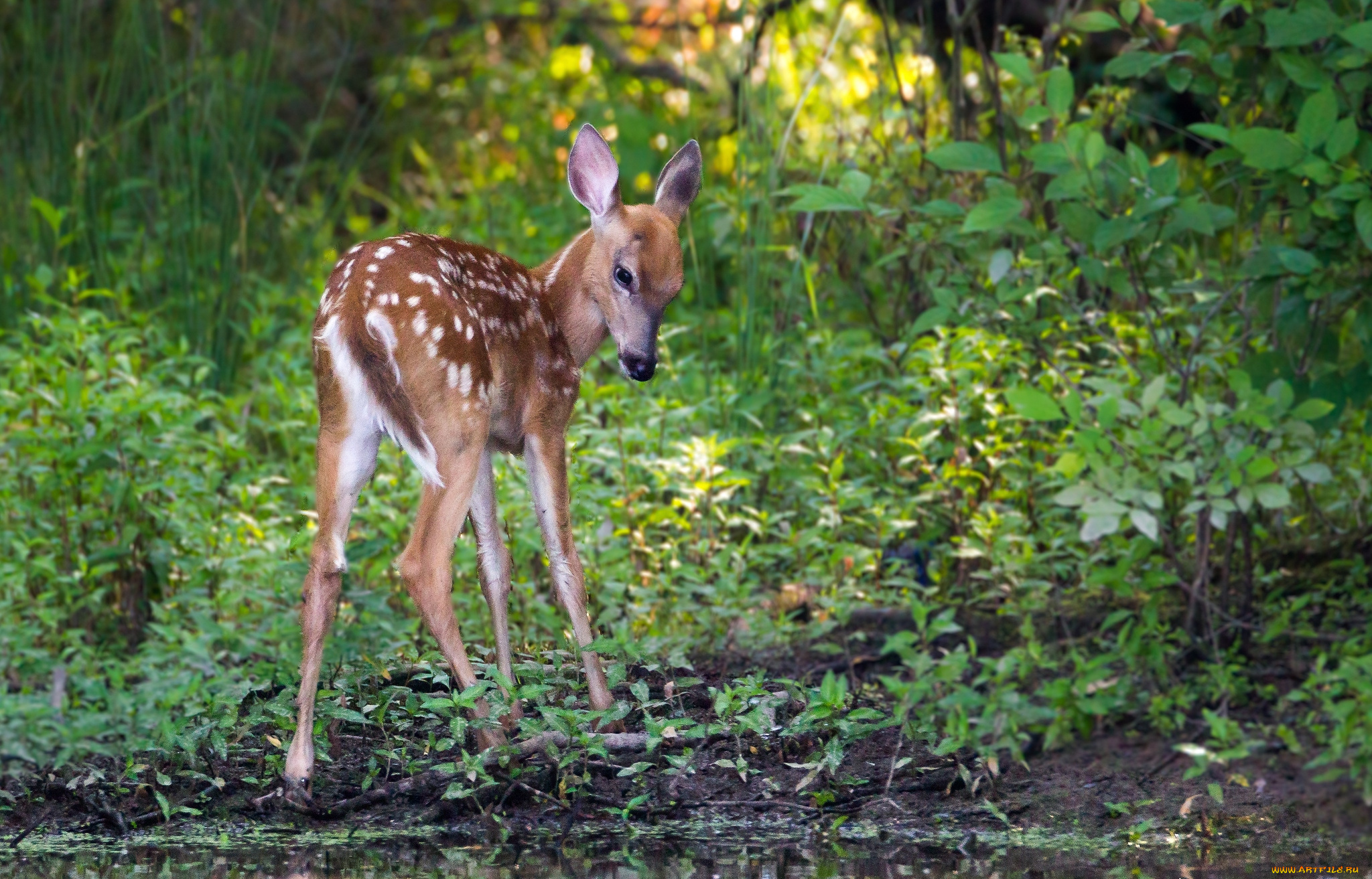 животные, олени, олененок