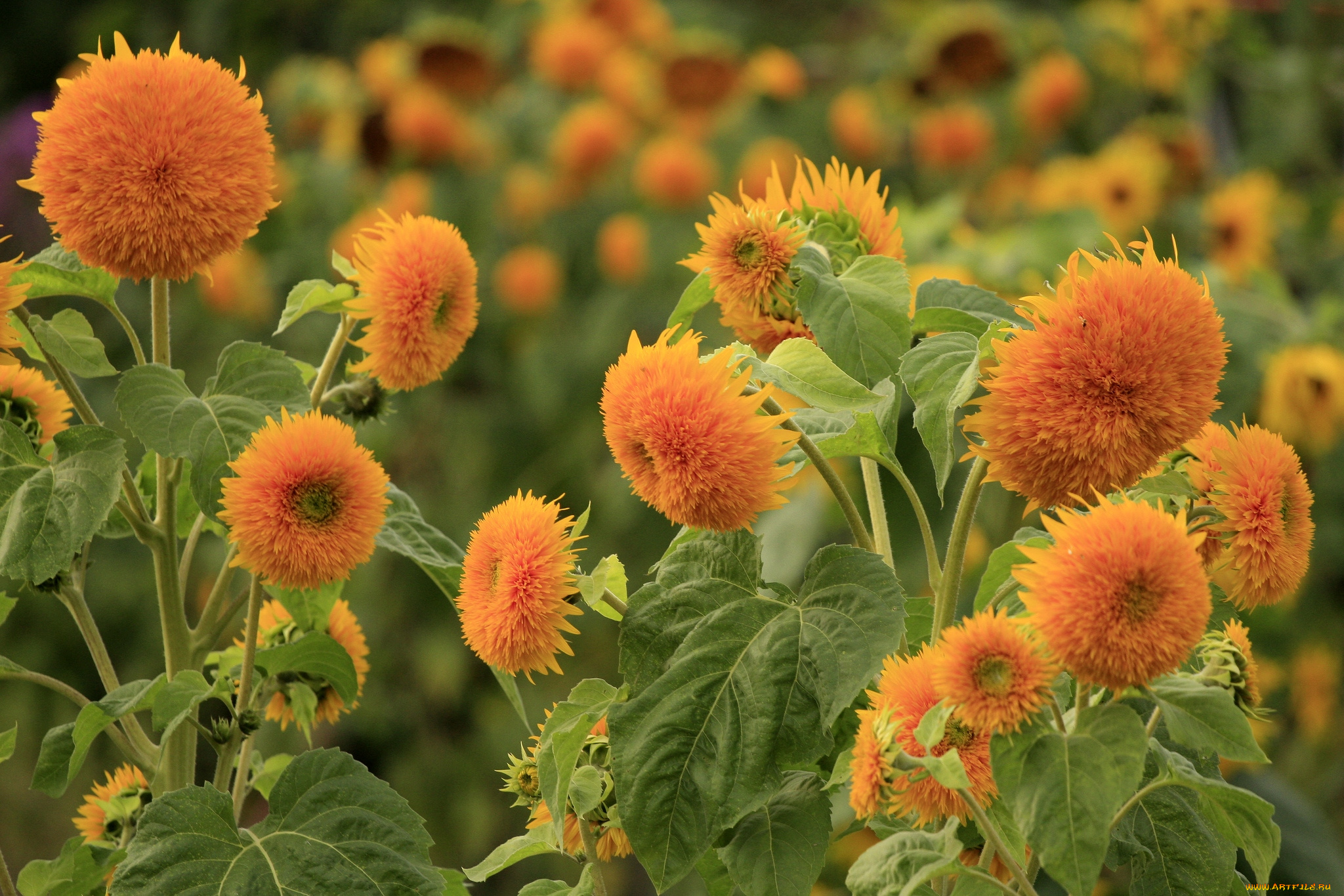 цветы, подсолнухи, оранжевый