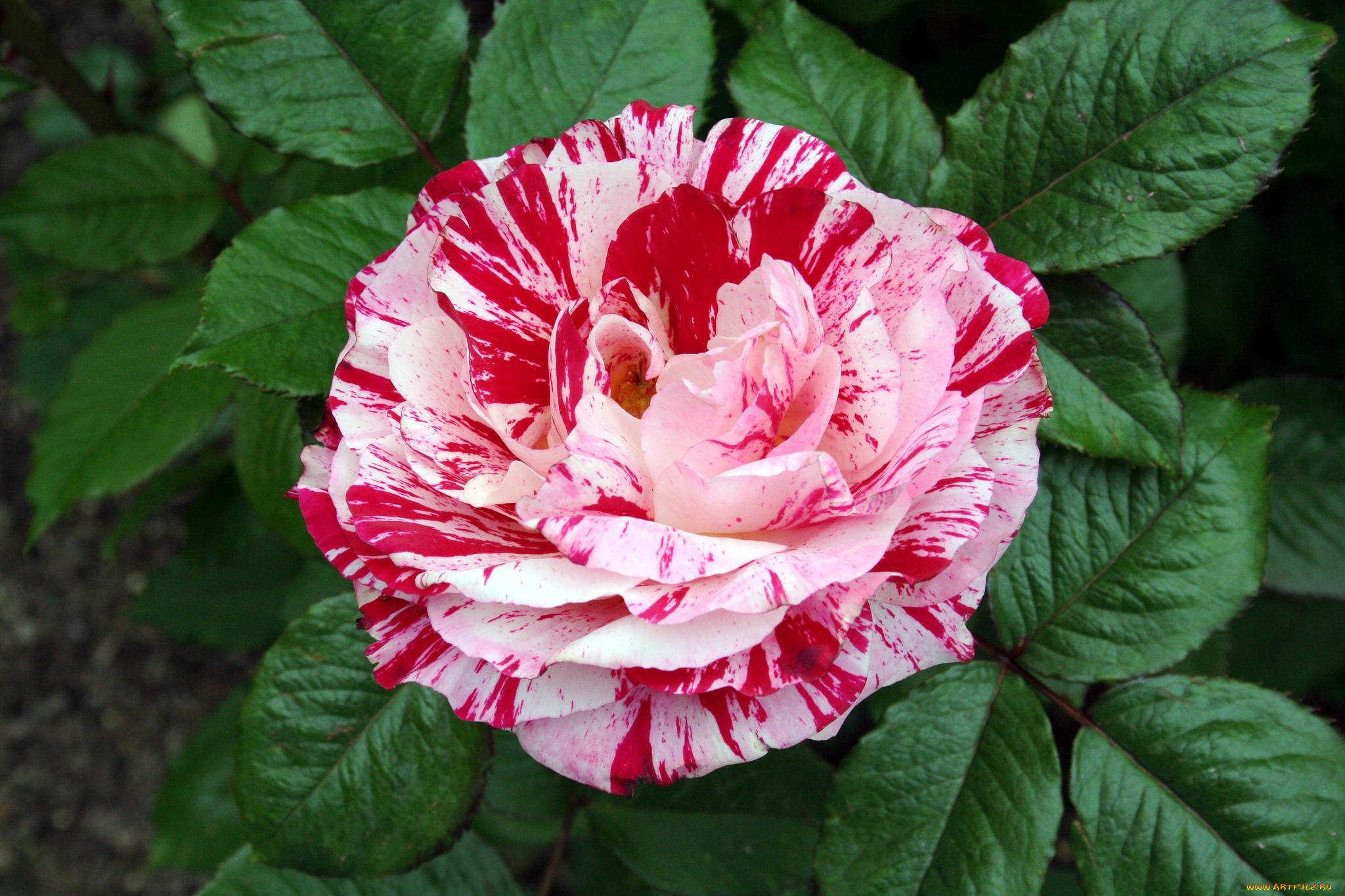 цветы, розы, пестрый