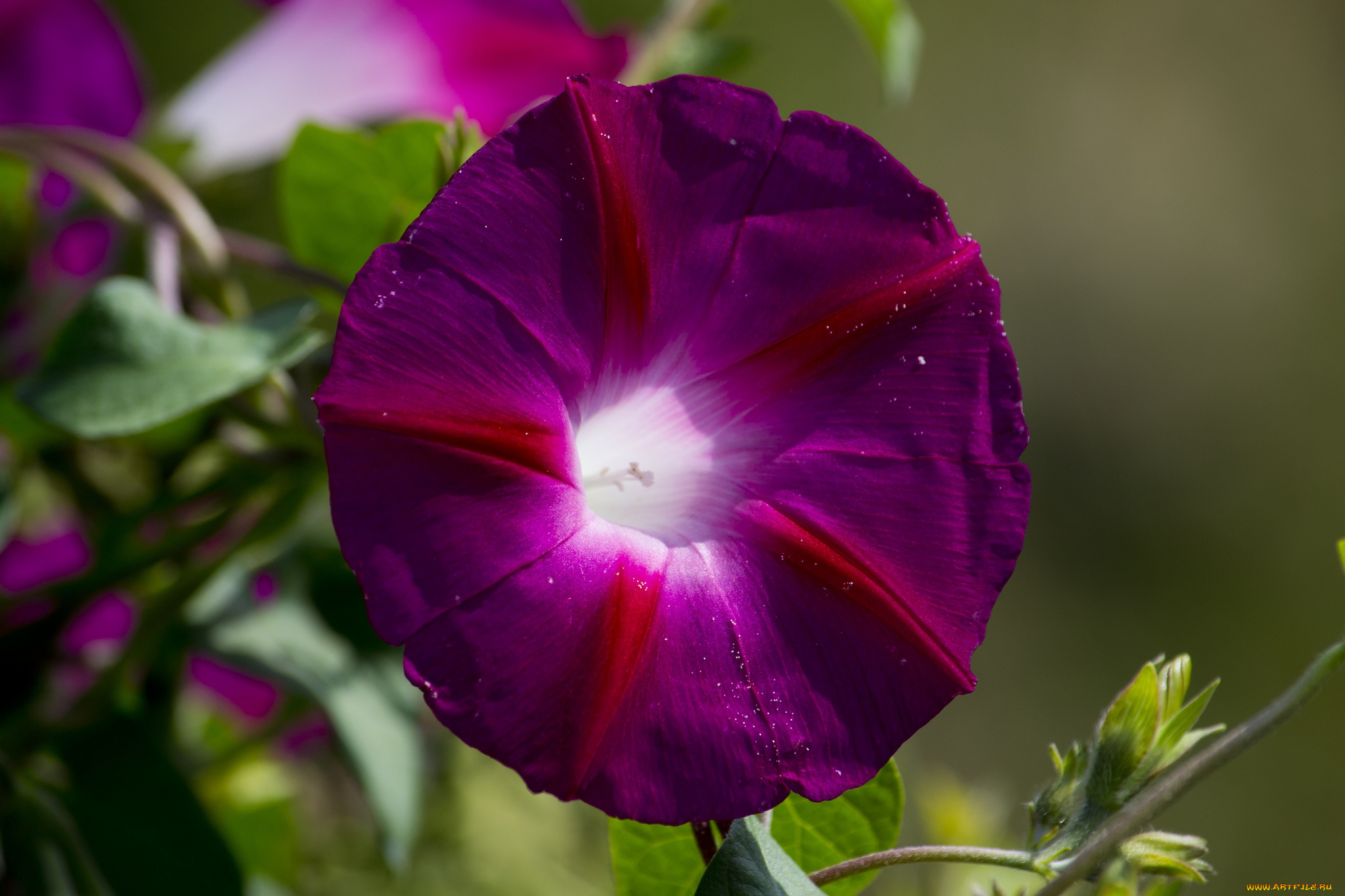 цветы, вьюнки, ипомеи, яркий, лиловый