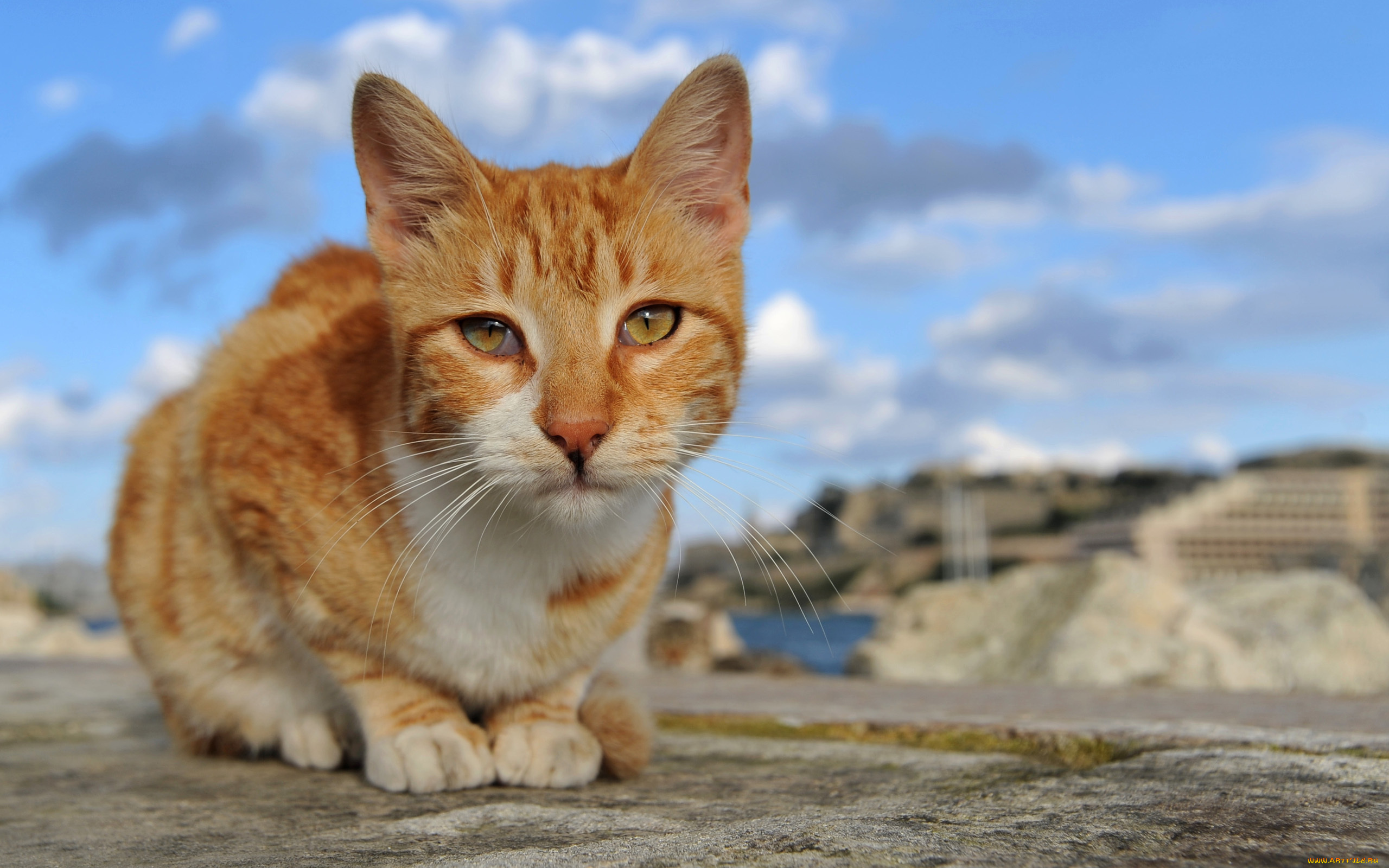 животные, коты, кошка