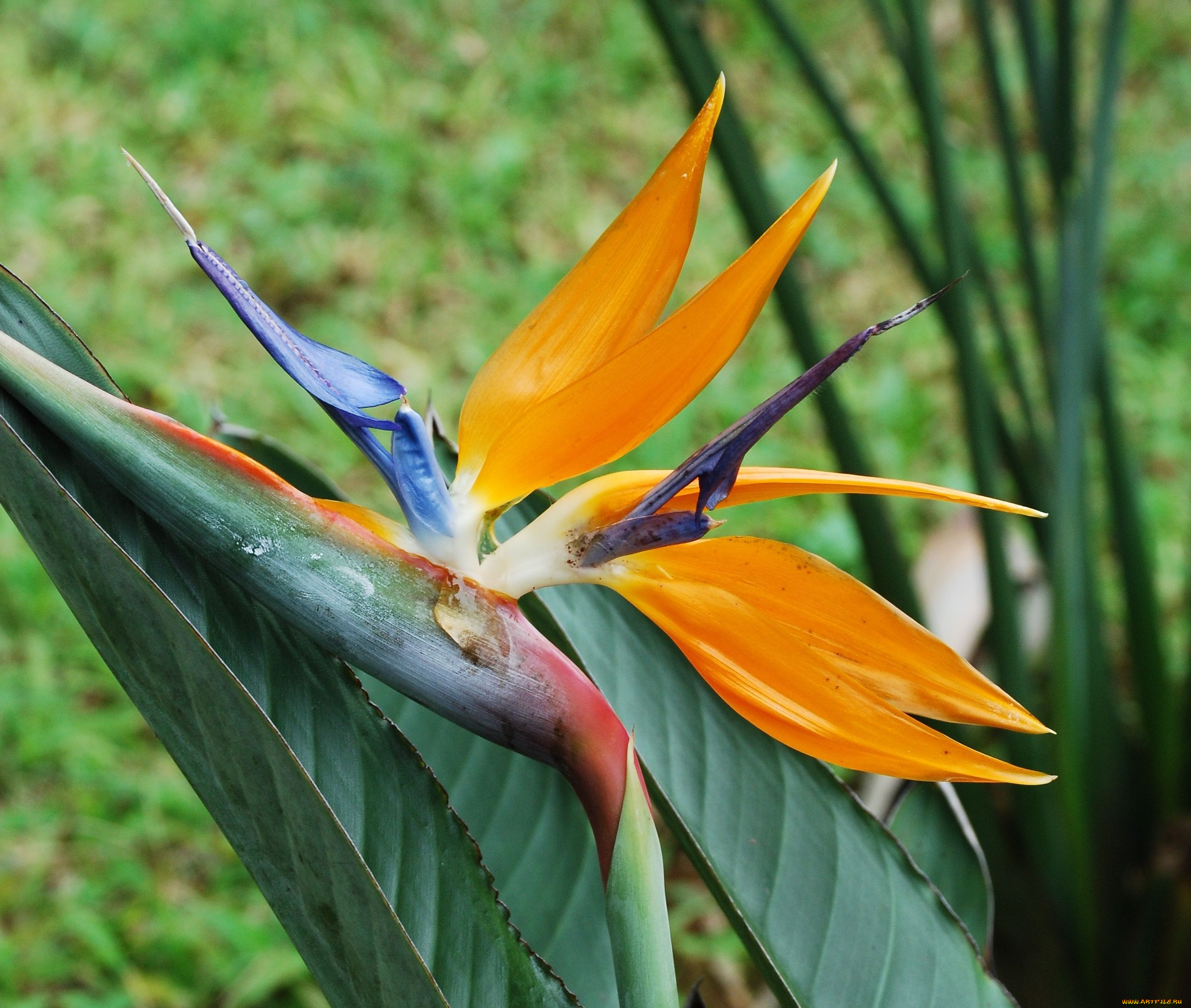 цветы, стрелиция, райская, птица, бутон